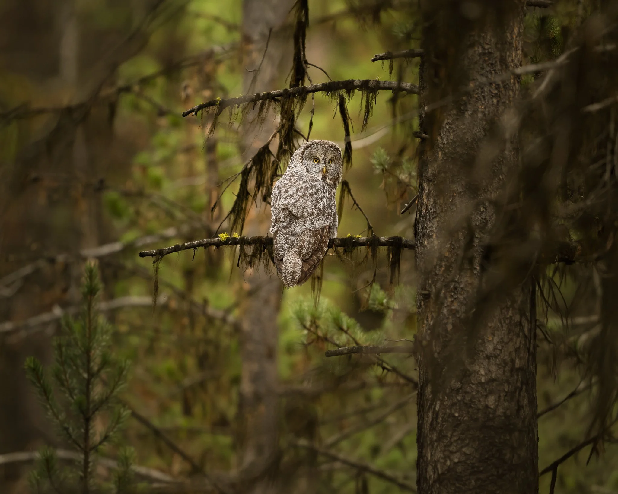 Wild_Encounters_2048px-19.jpg