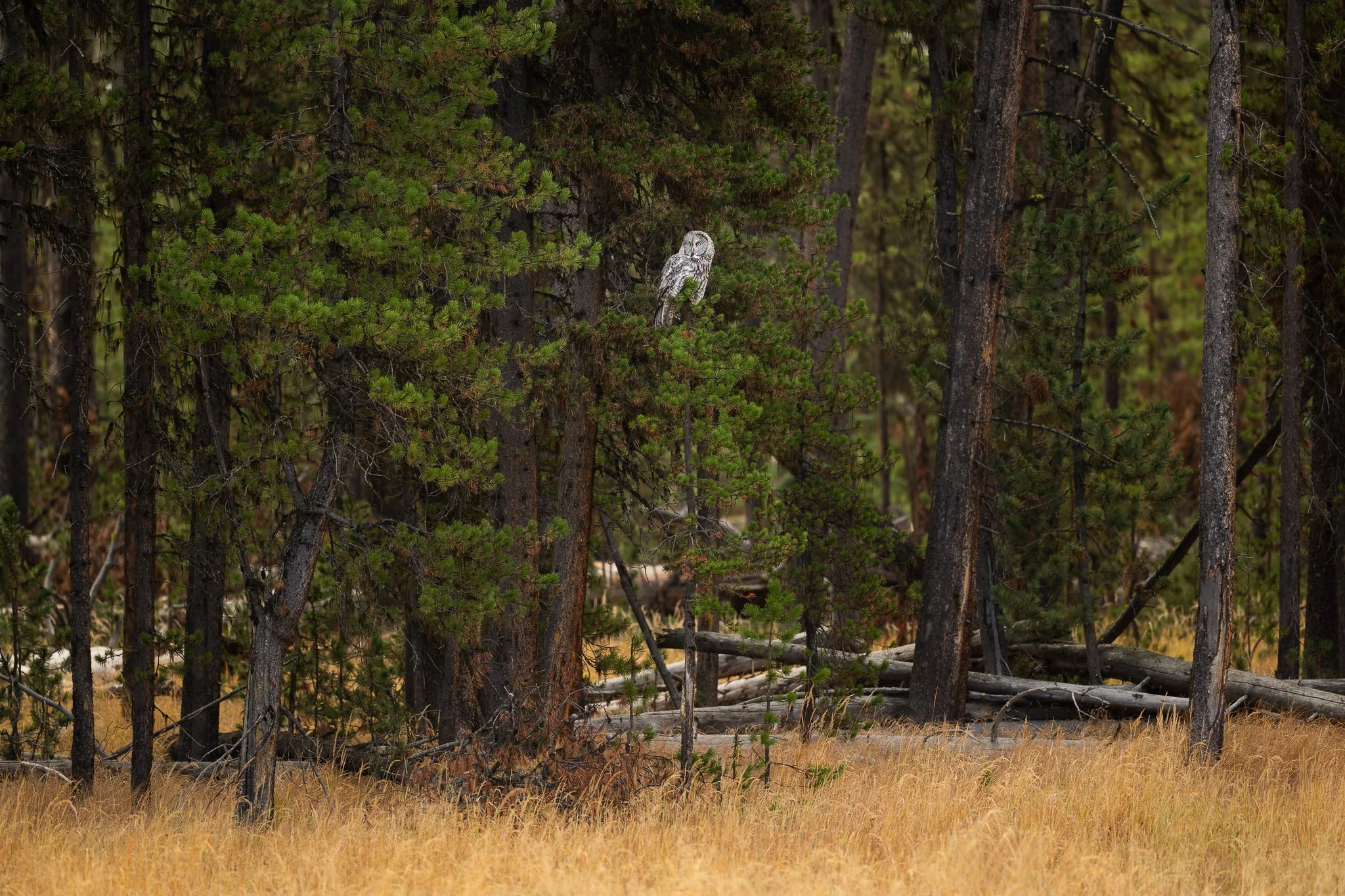 Wild_Encounters_2048px-15.jpg
