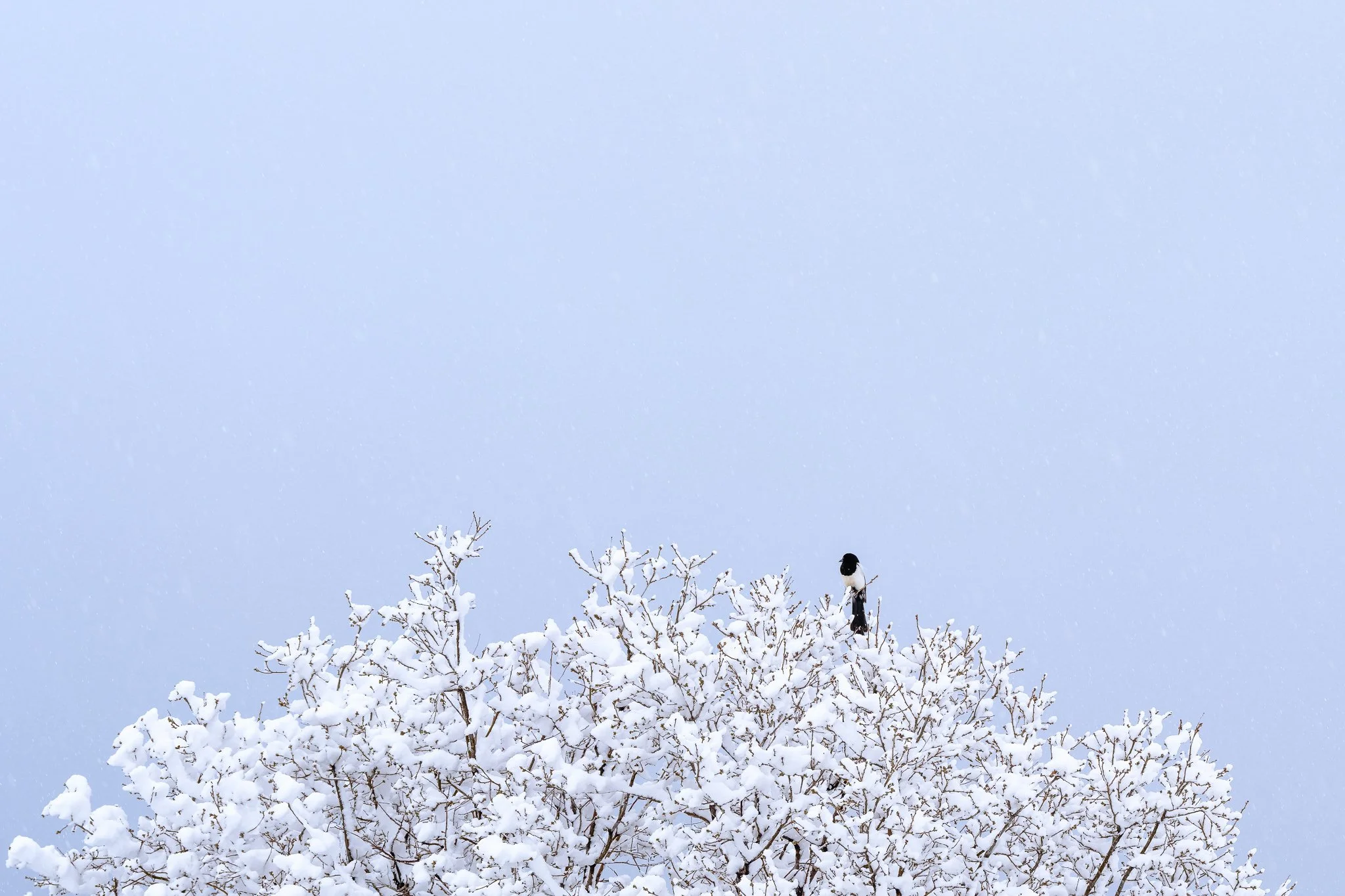 Wild_Encounters_2048px-2.jpg