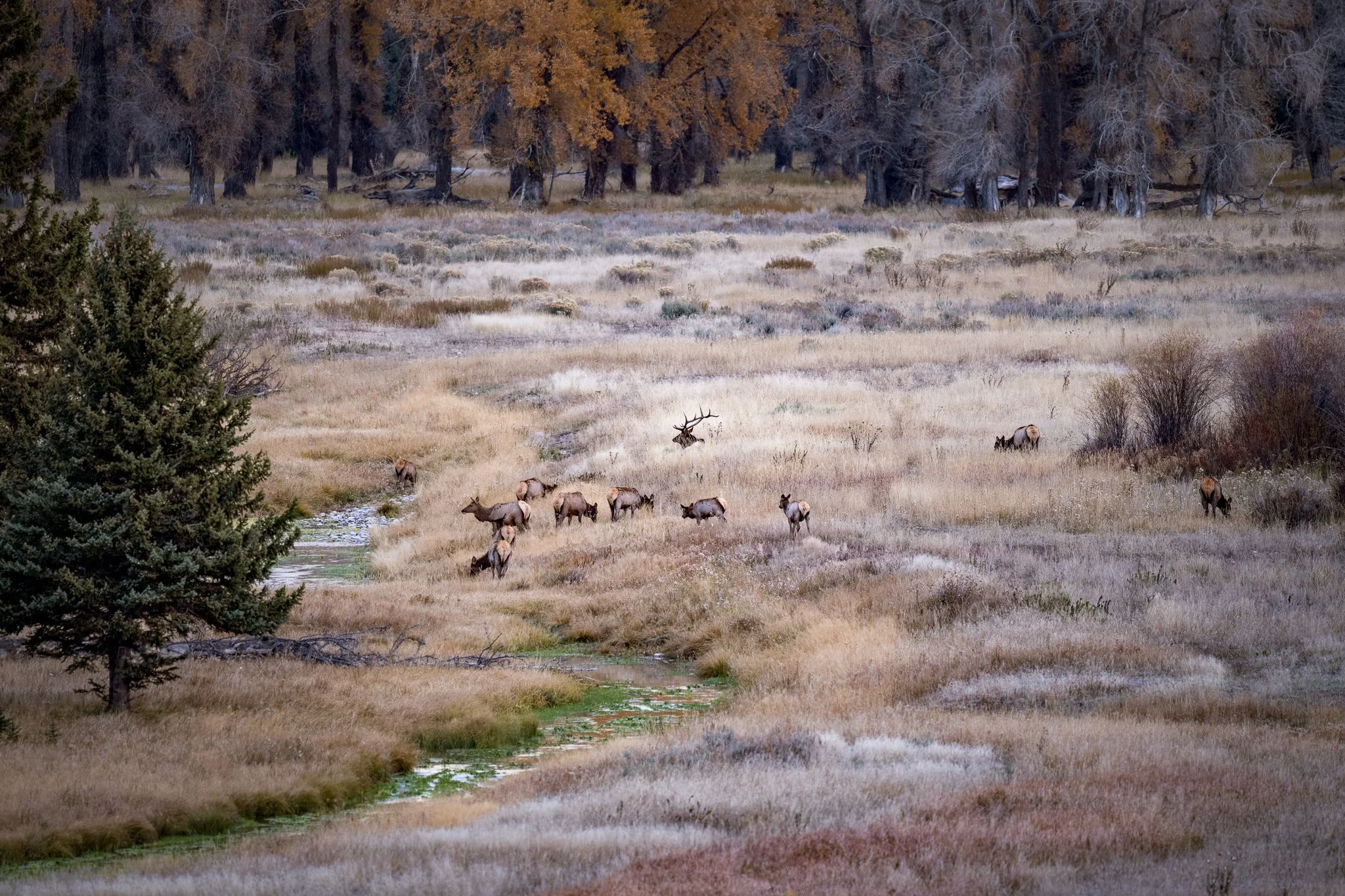 Wild_Encounters_2048px-26.jpg