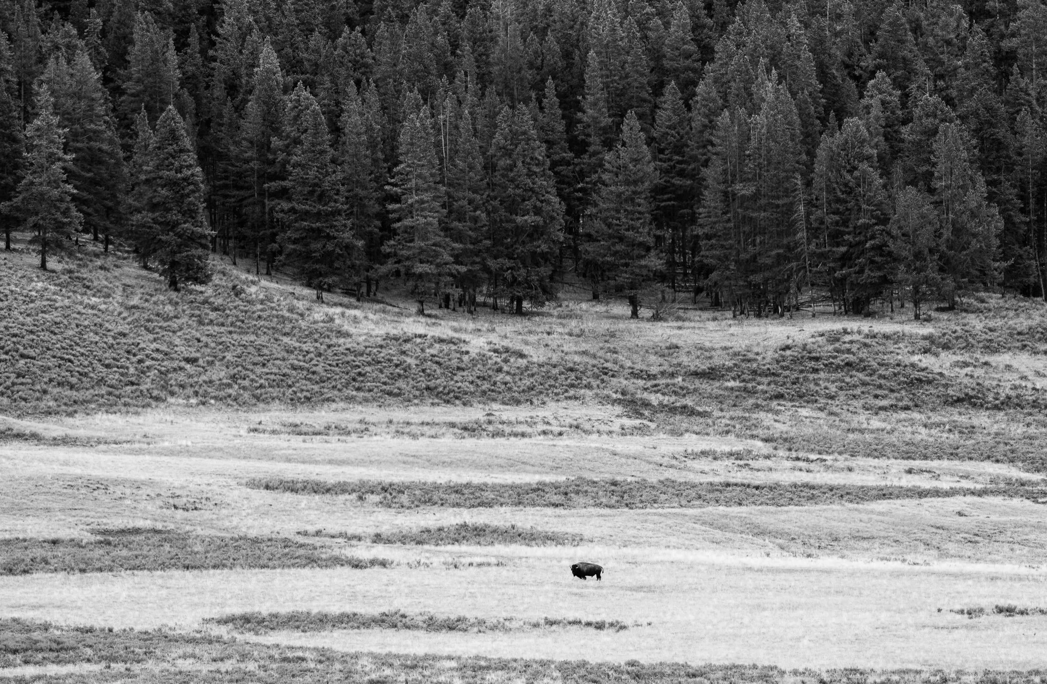Wild_Encounters_2048px-20.jpg