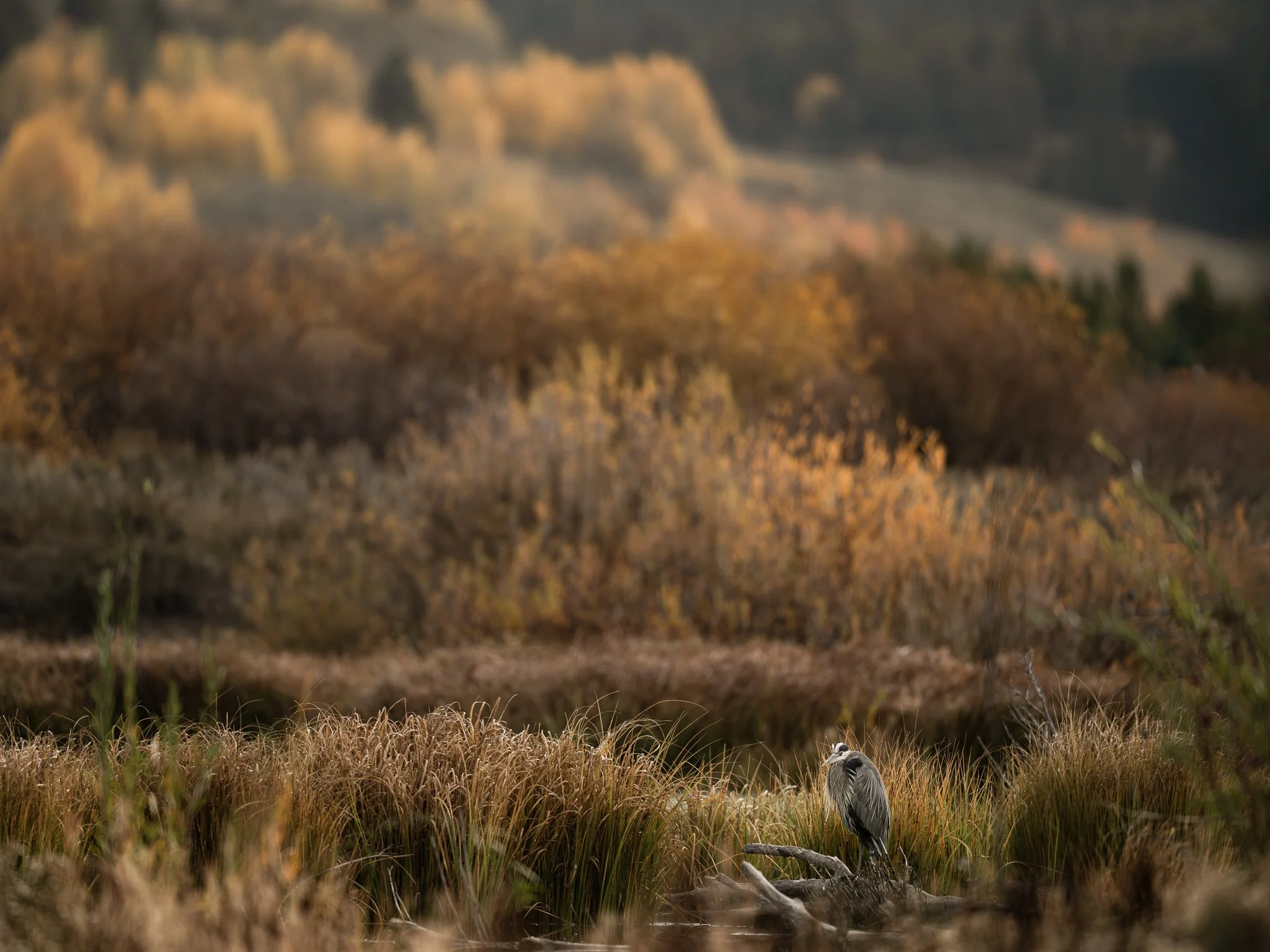 Wild_Encounters_2048px-21.jpg