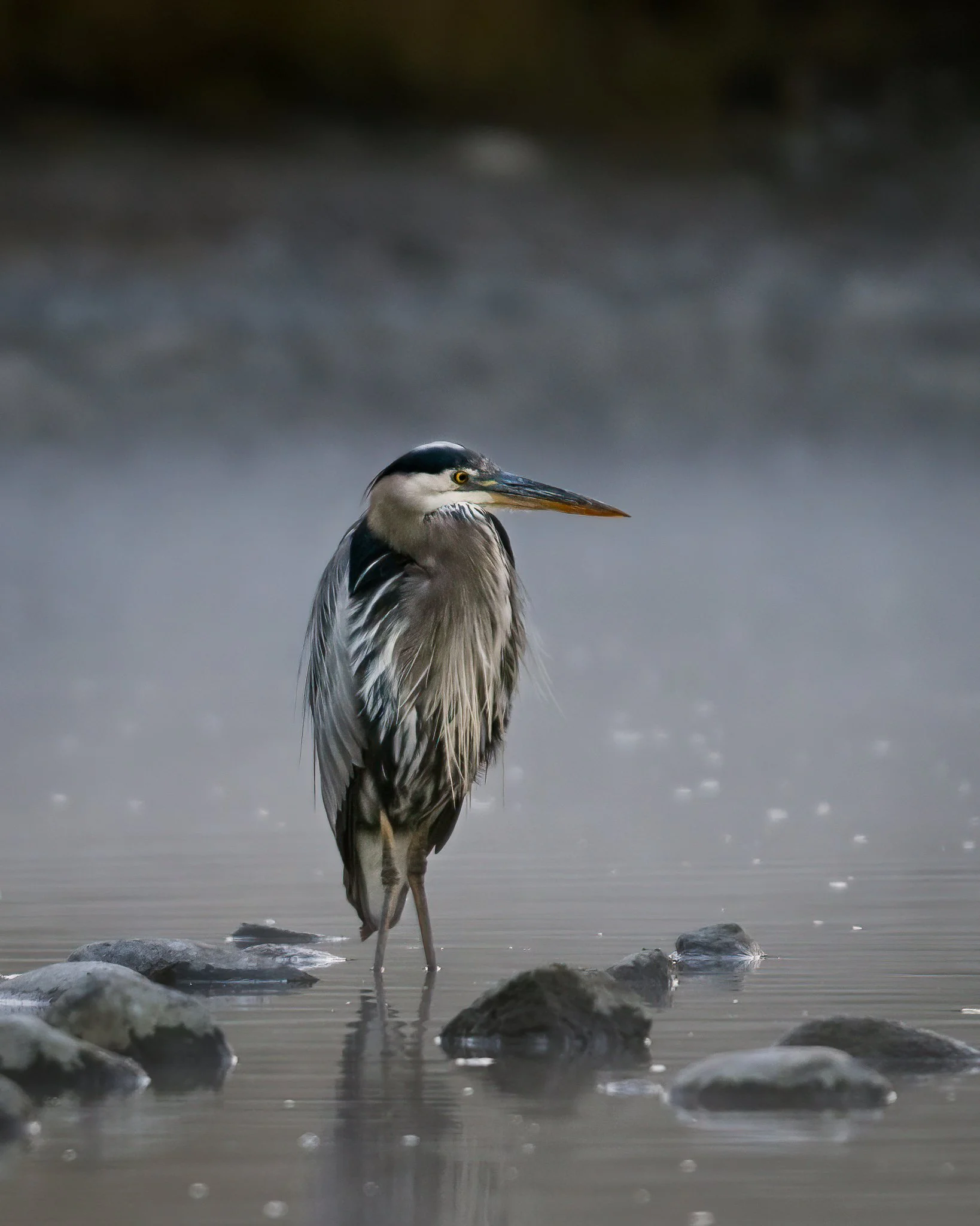 Wild_Encounters_2048px-9.jpg