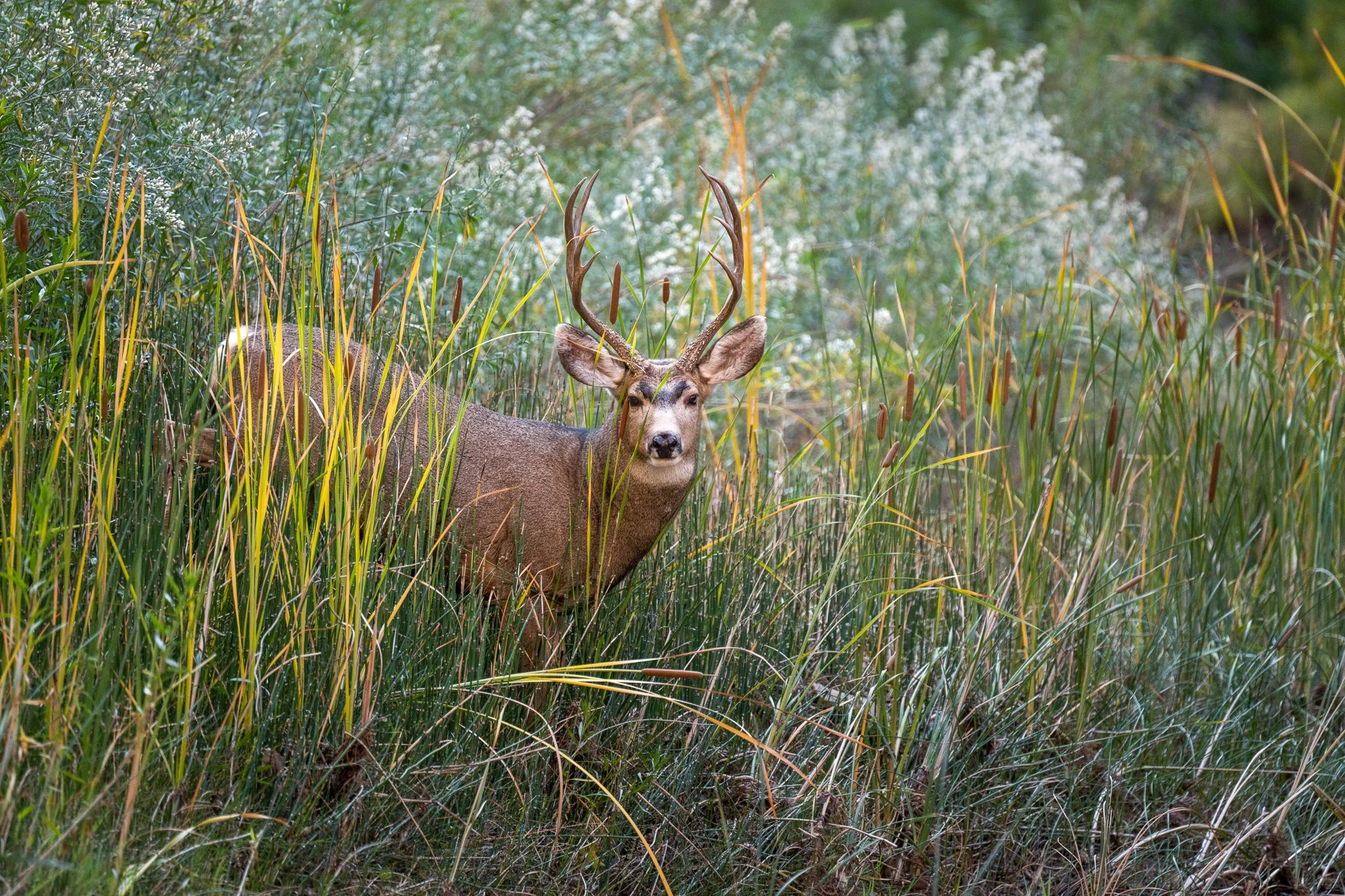 Wild_Encounters_2048px-22.jpg