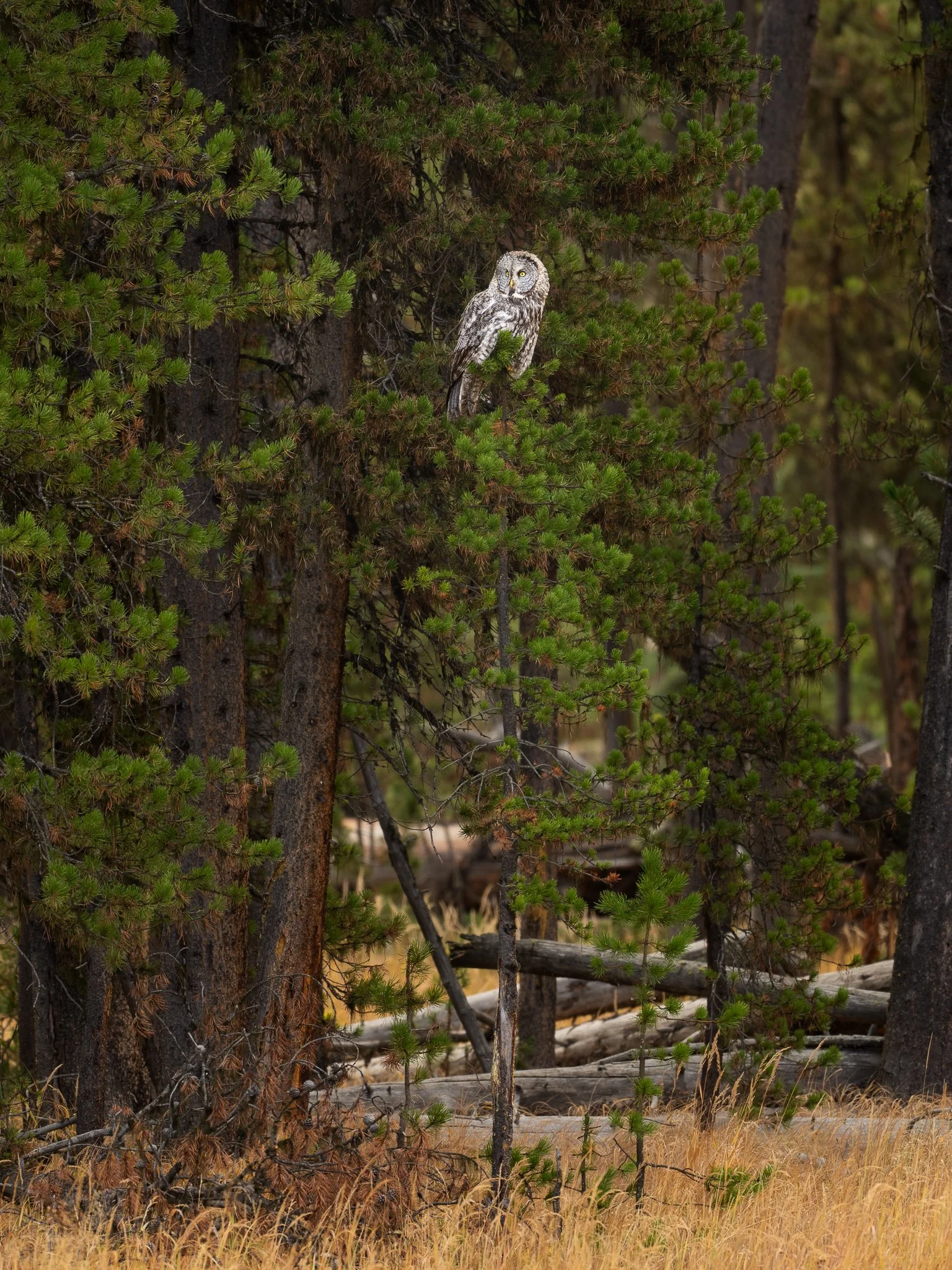 Wild_Encounters_2048px-16.jpg