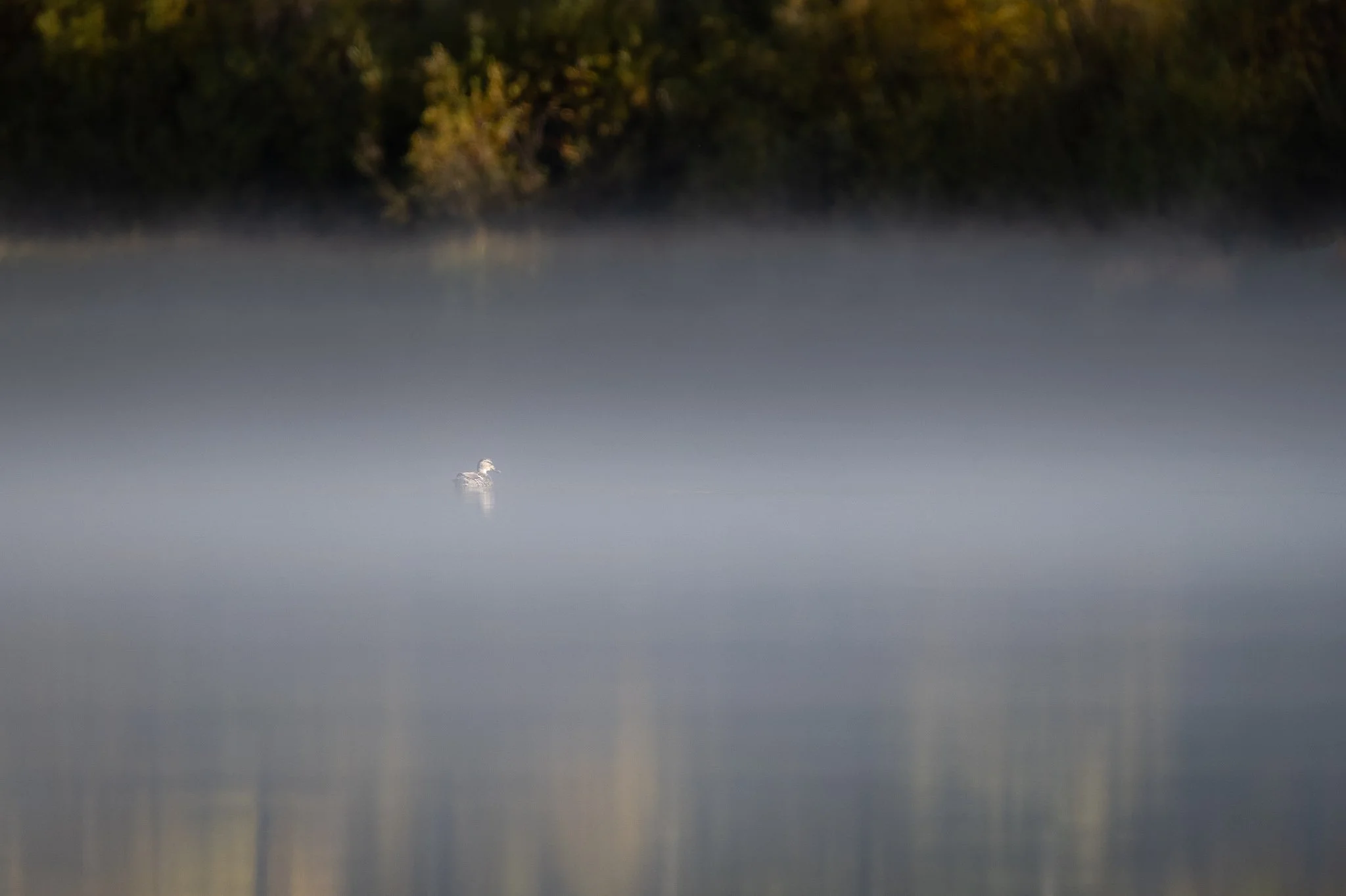 Wild_Encounters_2048px-5.jpg