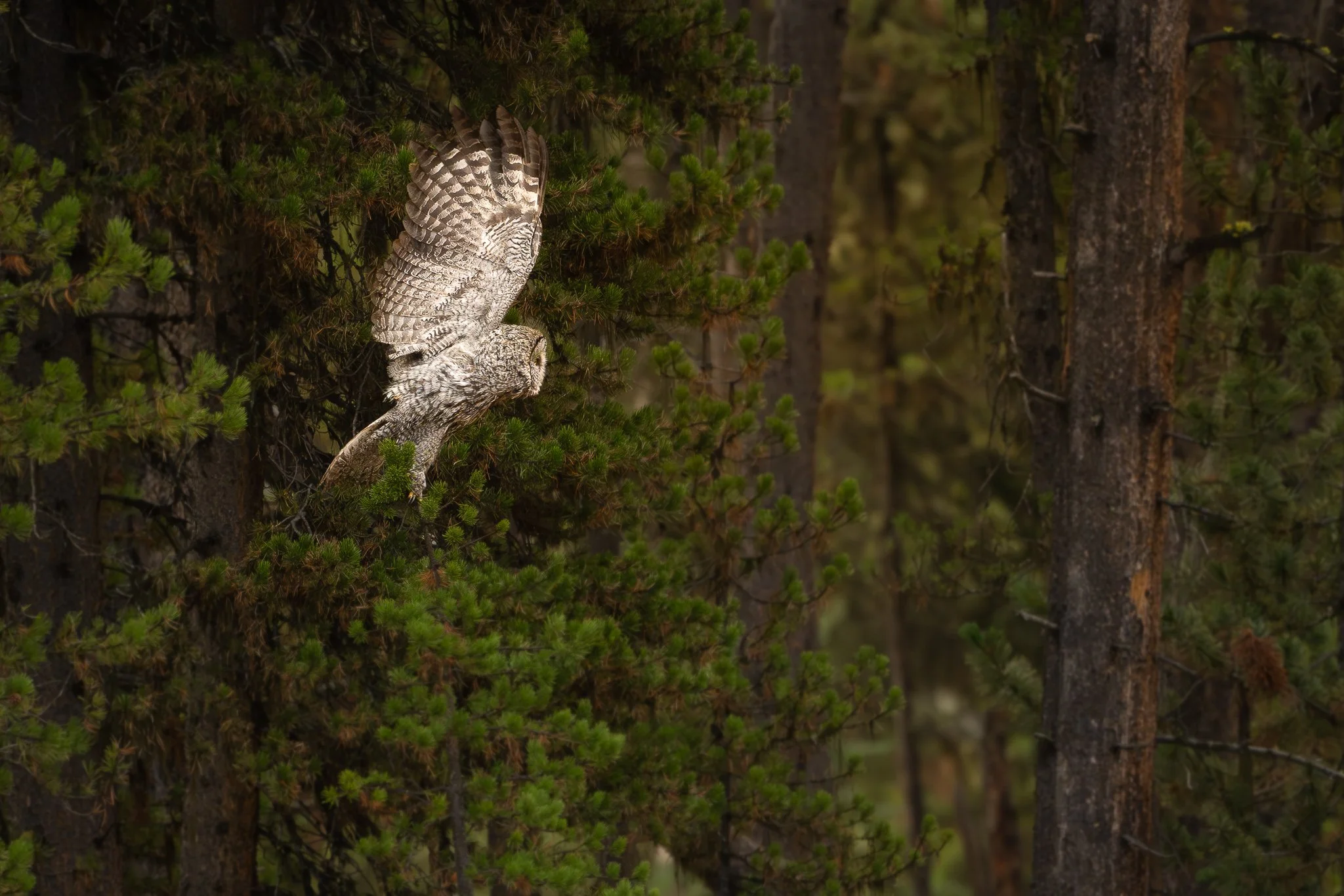 Wild_Encounters_2048px-17.jpg