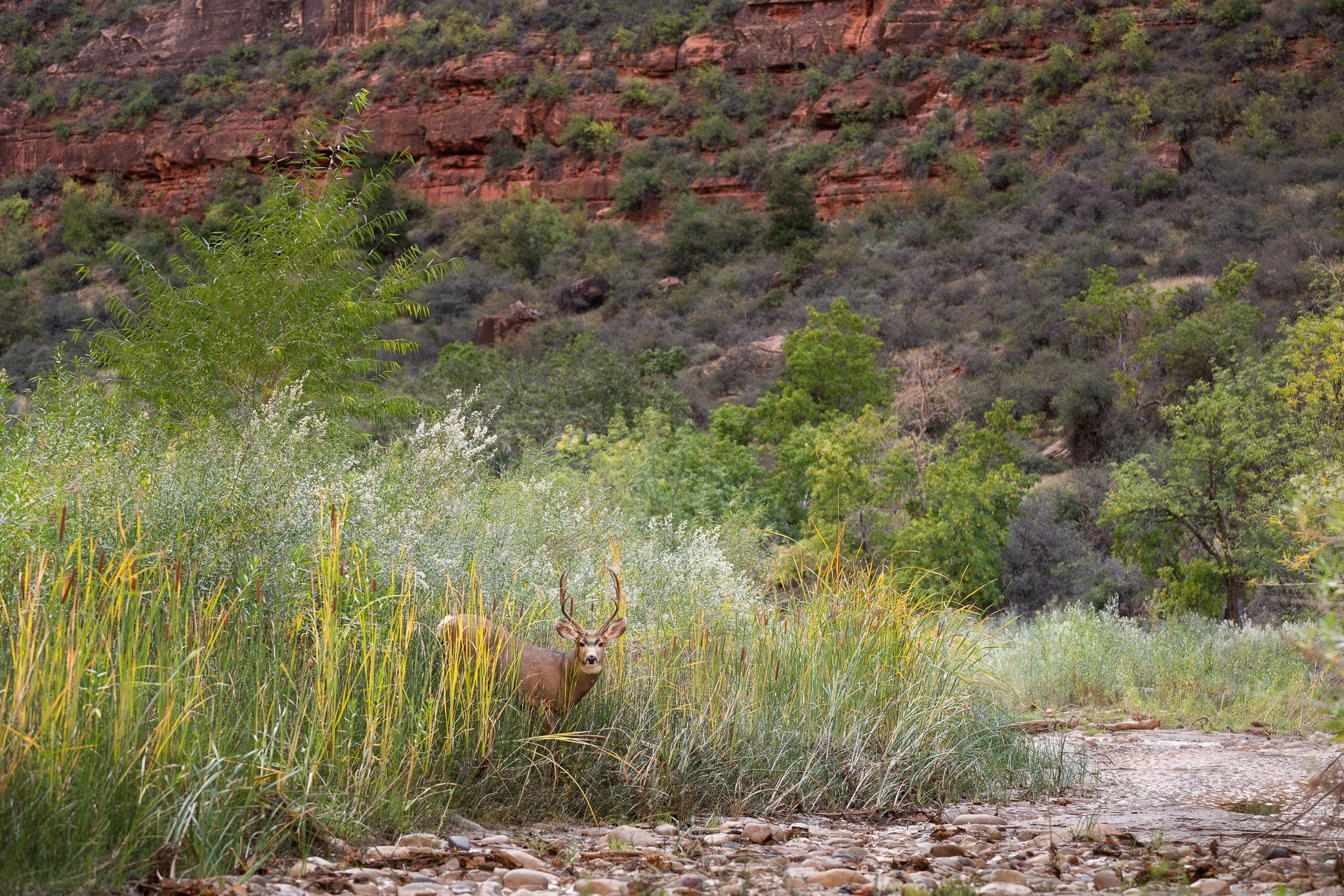 Wild_Encounters_2048px-23.jpg