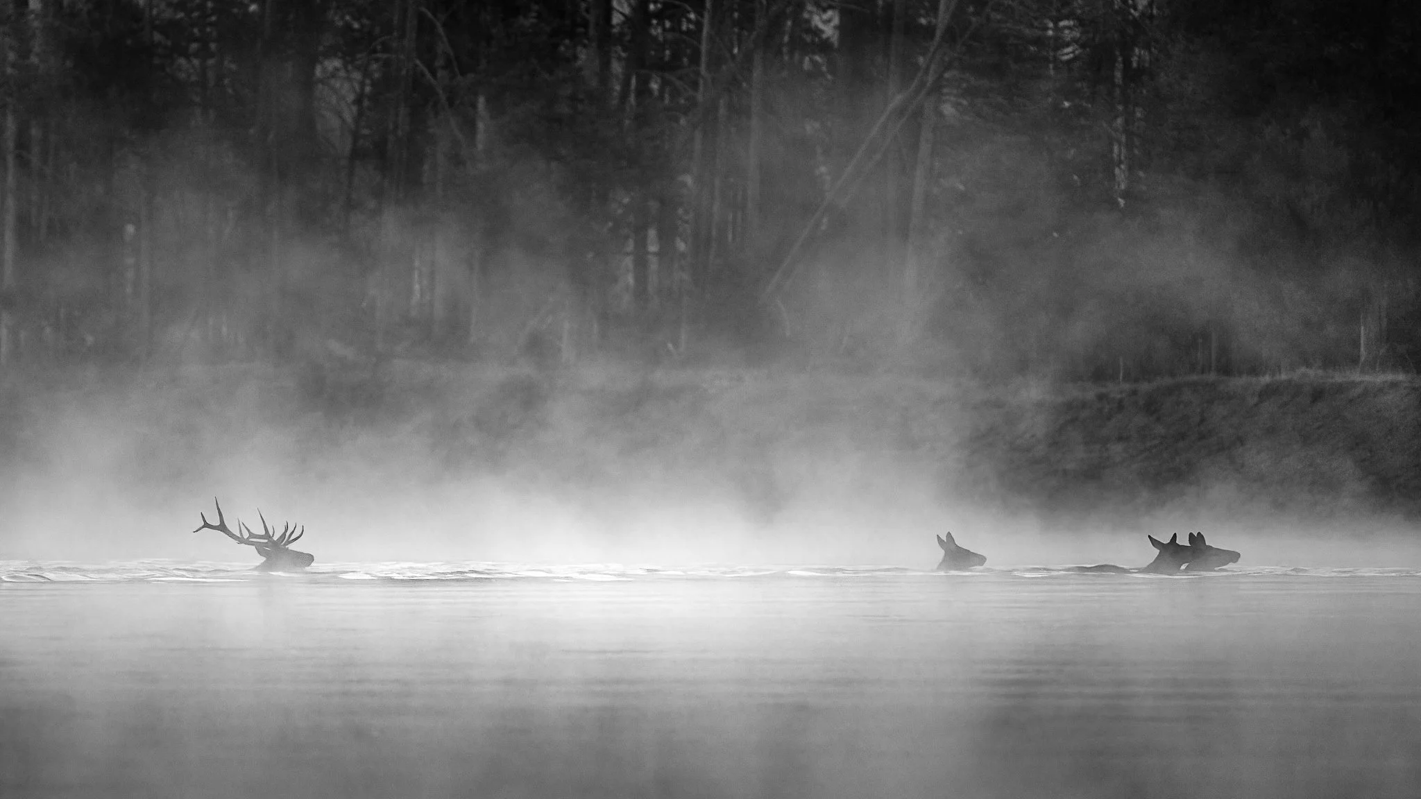 Wild_Encounters_2048px-8.jpg