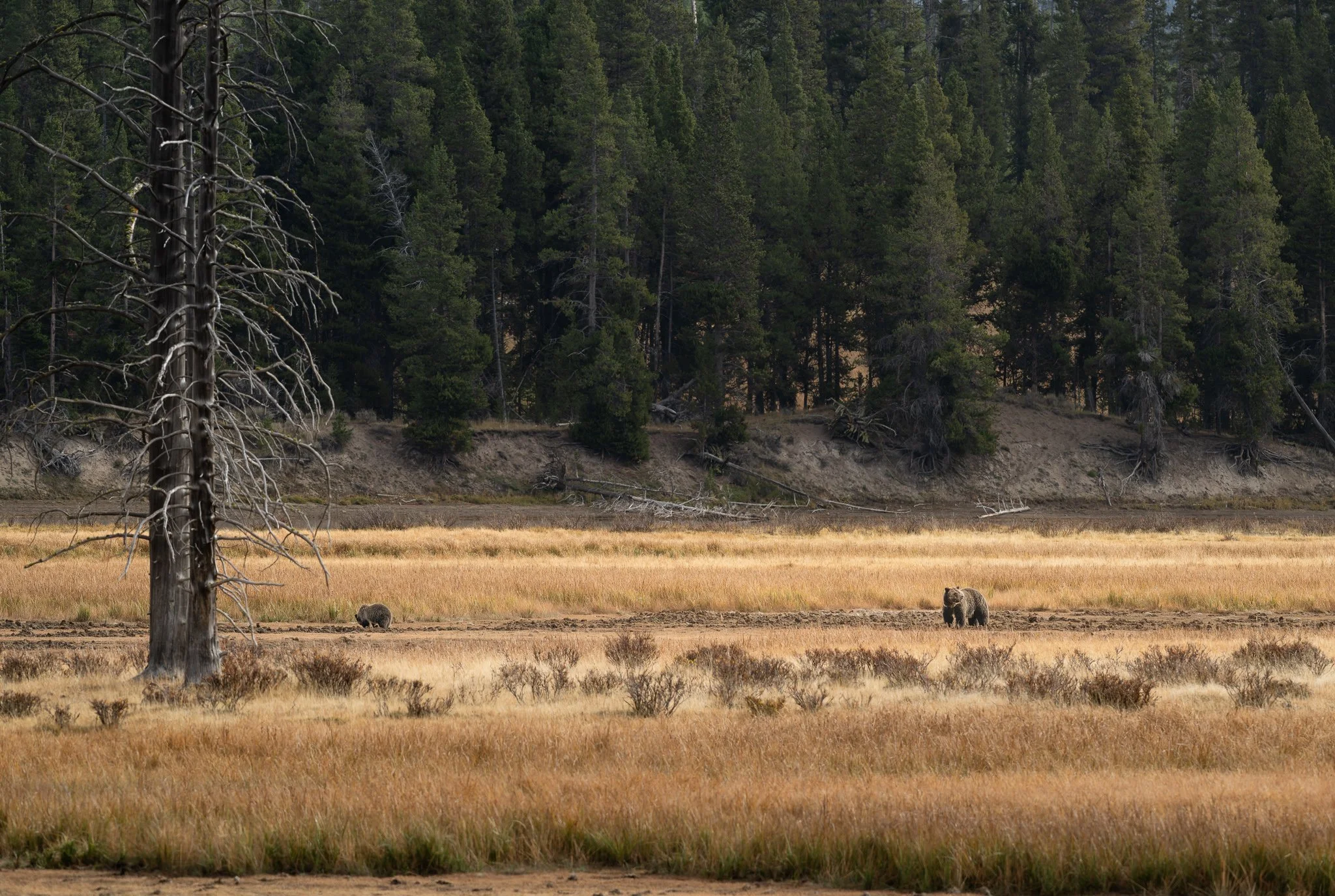 Wild_Encounters_2048px-14.jpg
