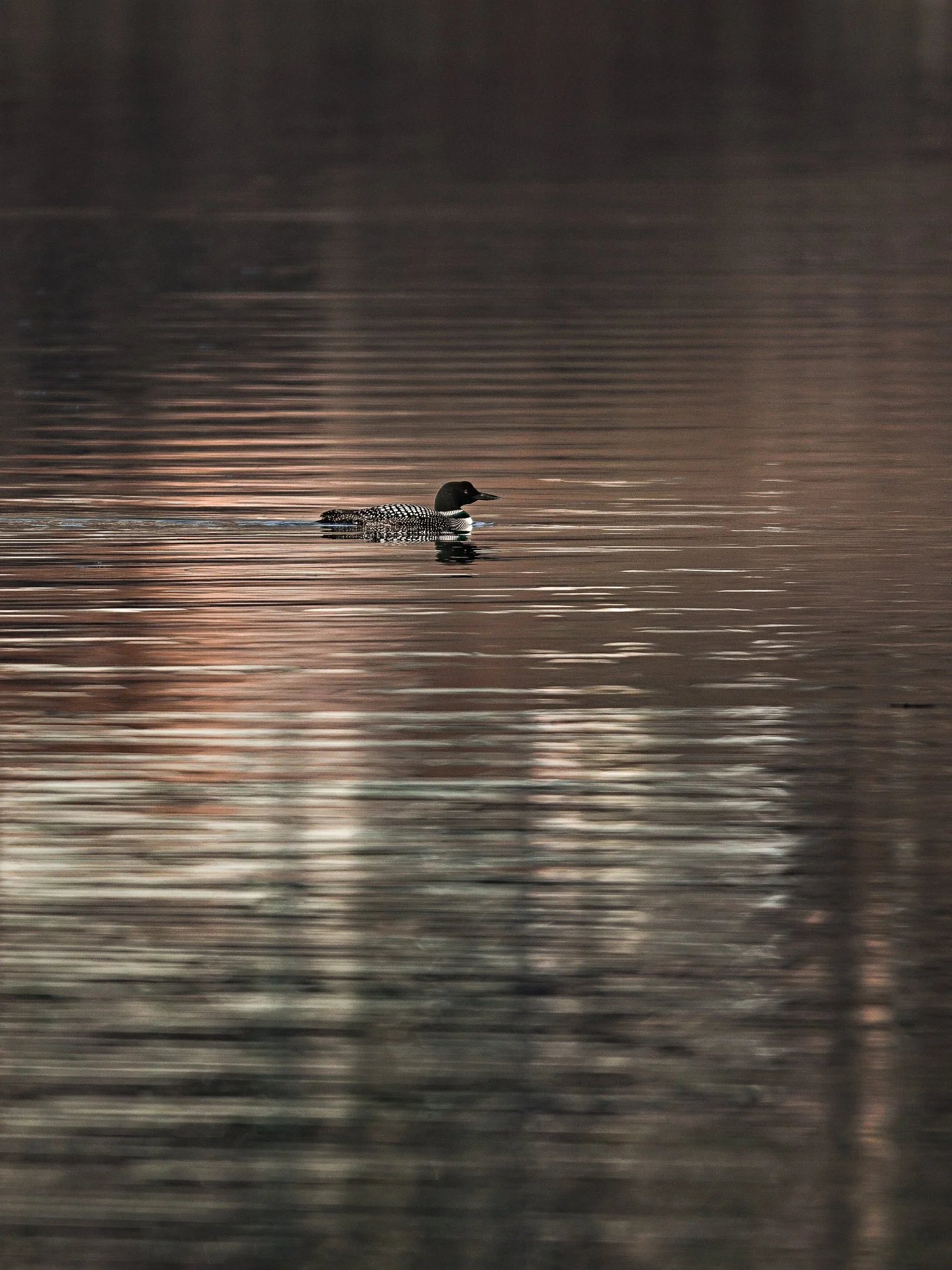 Wild_Encounters_2048px-10.jpg