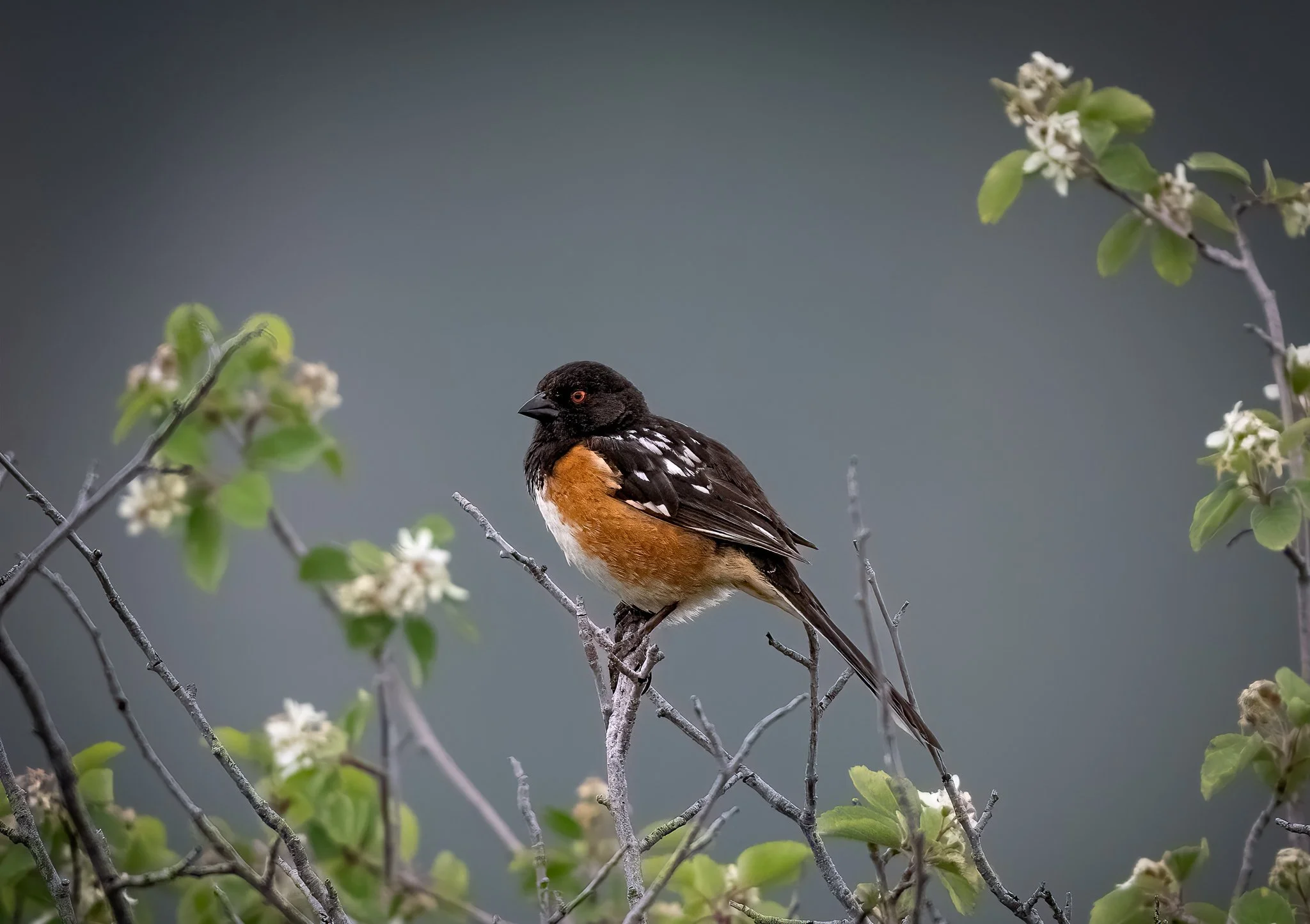 Wild_Encounters_2048px-4.jpg