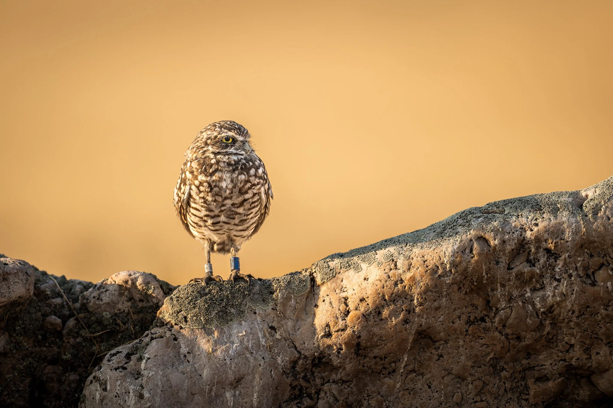 Wild_Encounters_2048px-12.jpg