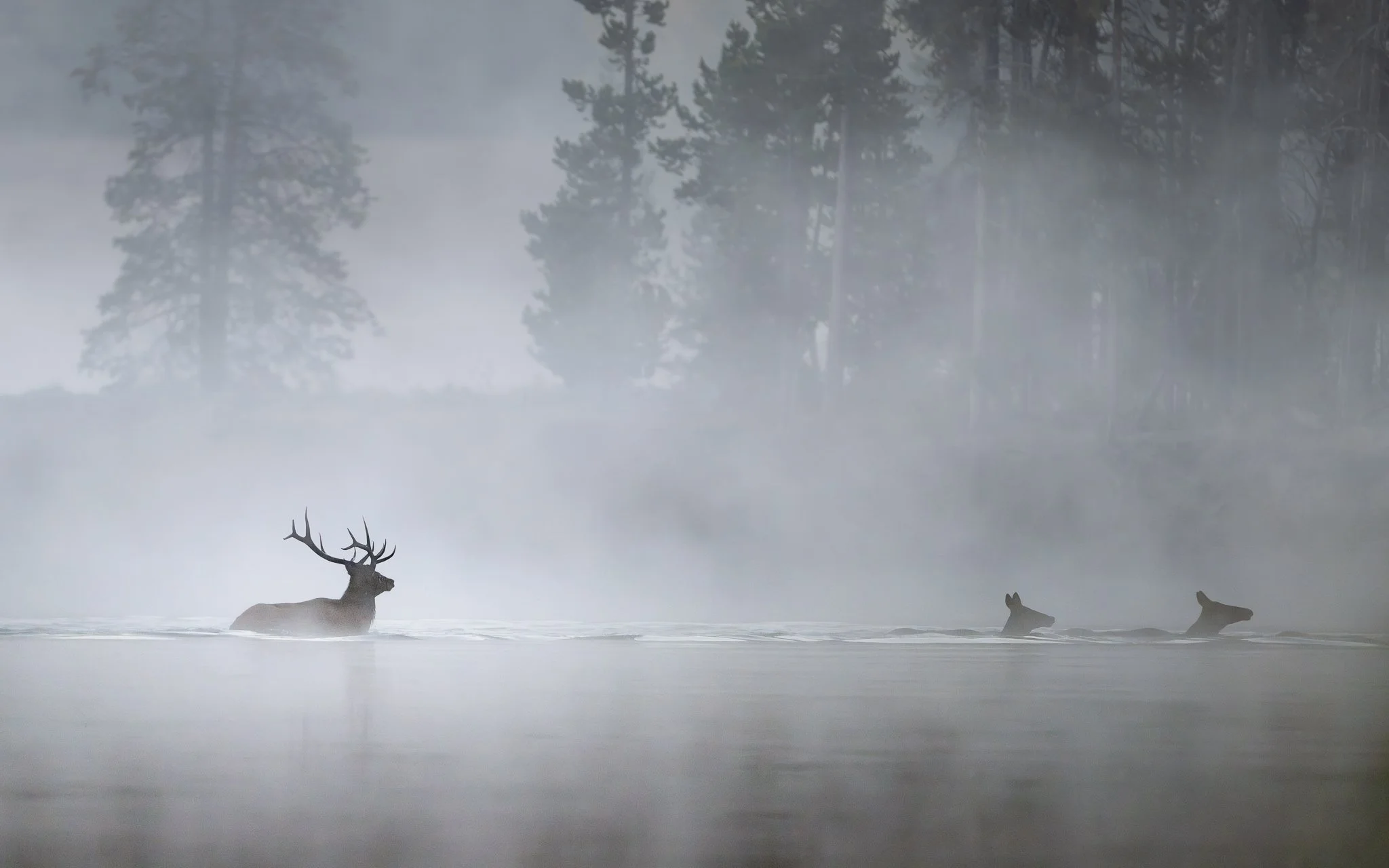 Wild_Encounters_2048px-25.jpg