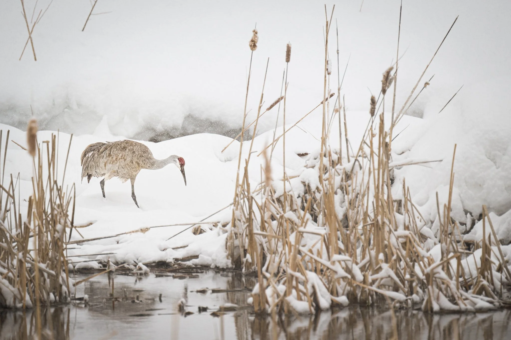 Wild_Encounters_2048px-24.jpg