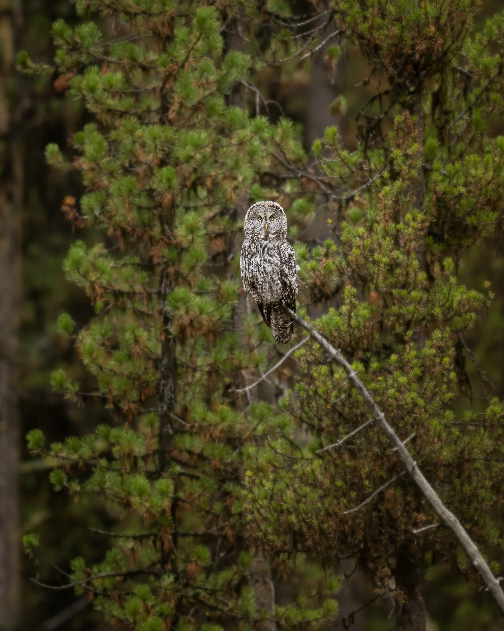 Wild_Encounters_2048px-18.jpg