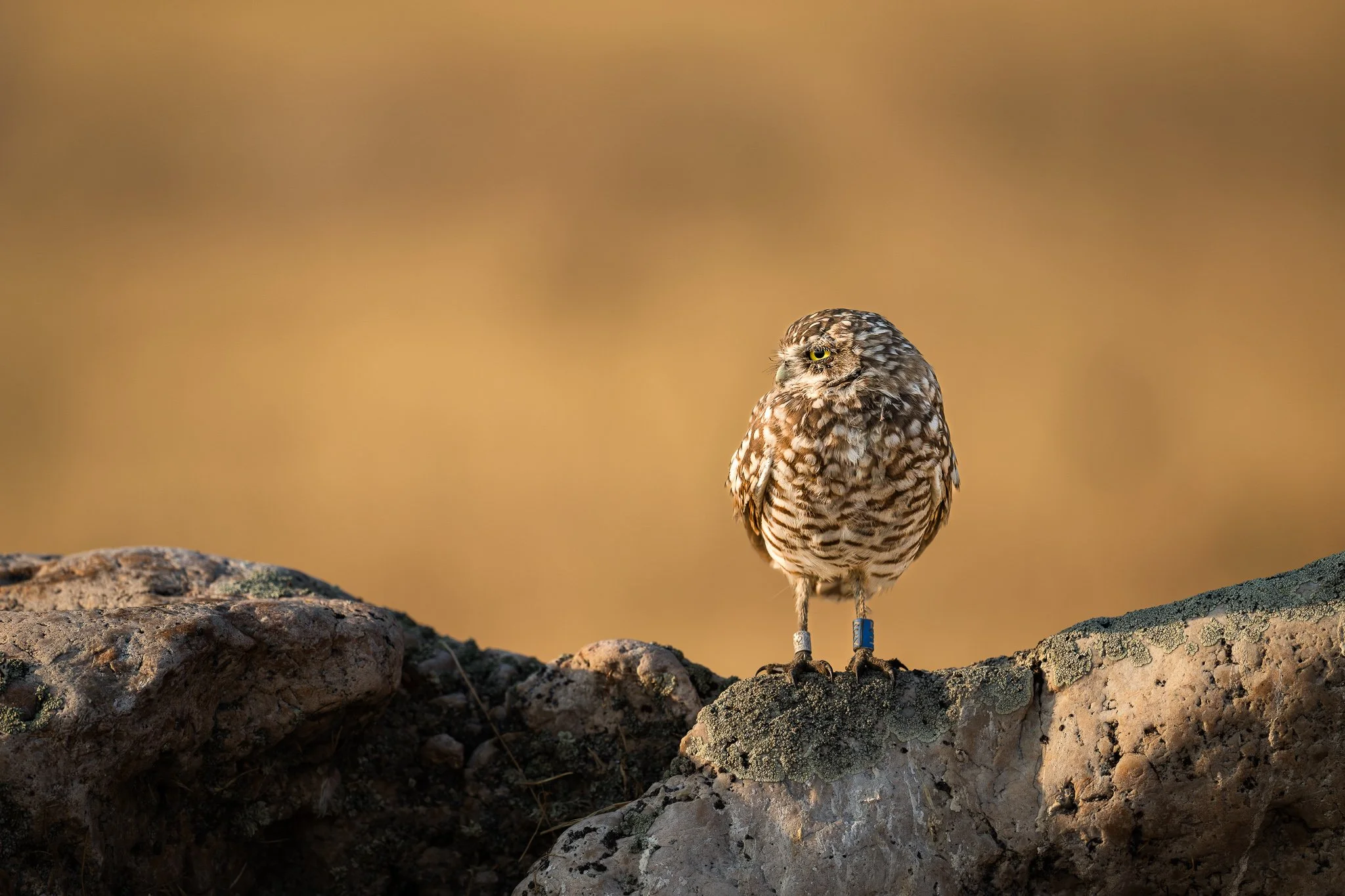 Wild_Encounters_2048px-13.jpg