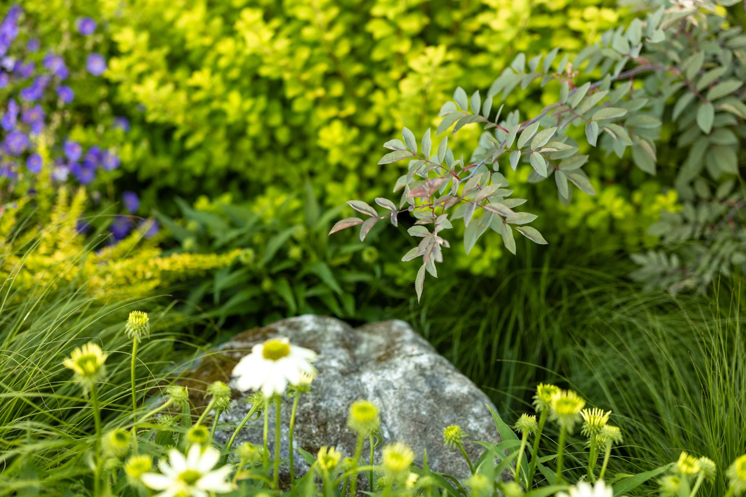 Free-Form-Landscapes-William-Ave-Residence-1099.jpg