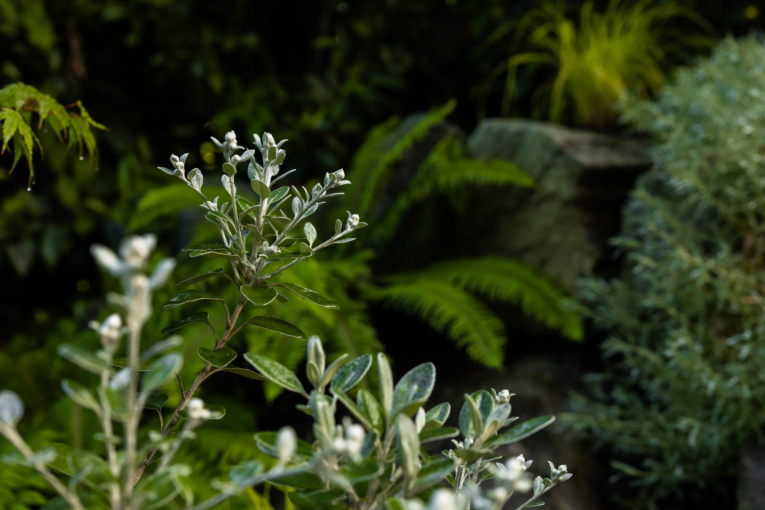 FFL-West-Vancouver-Whytecliff-Residence-Previews-1014.jpg