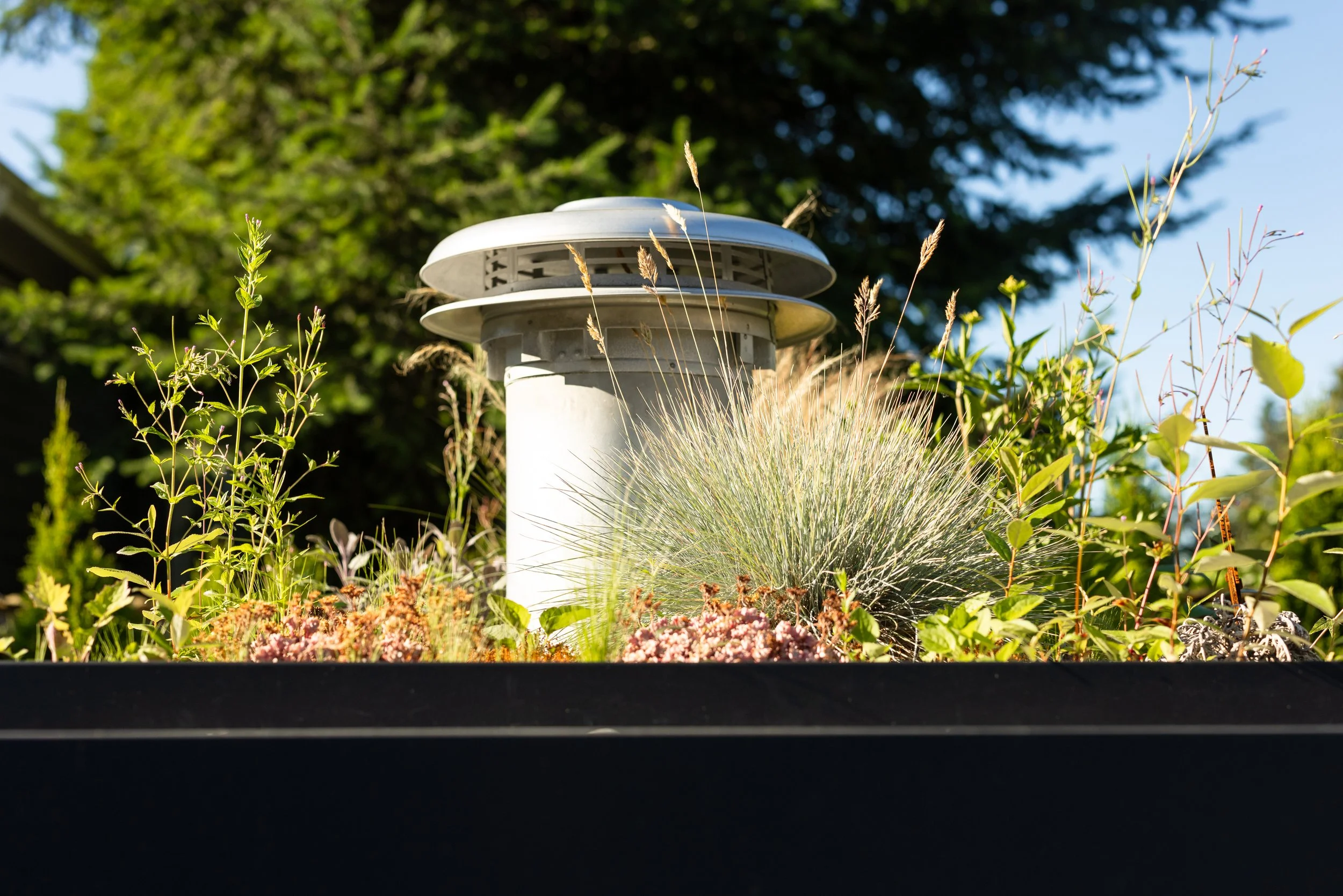 Free-Form-Landscapes-William-Ave-Residence-1031.jpg