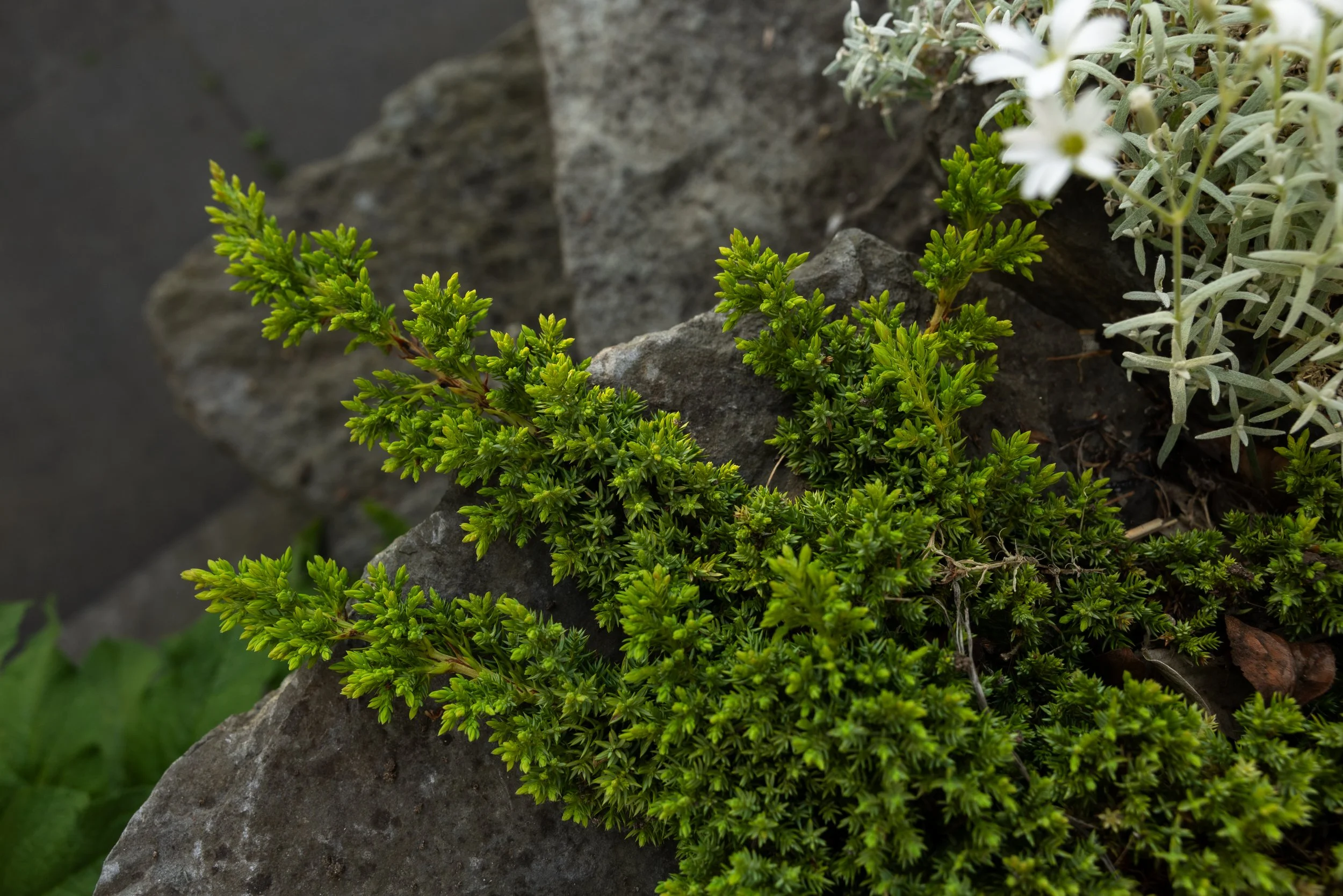 FFL-West-Vancouver-Whytecliff-Residence-Previews-1030.jpg