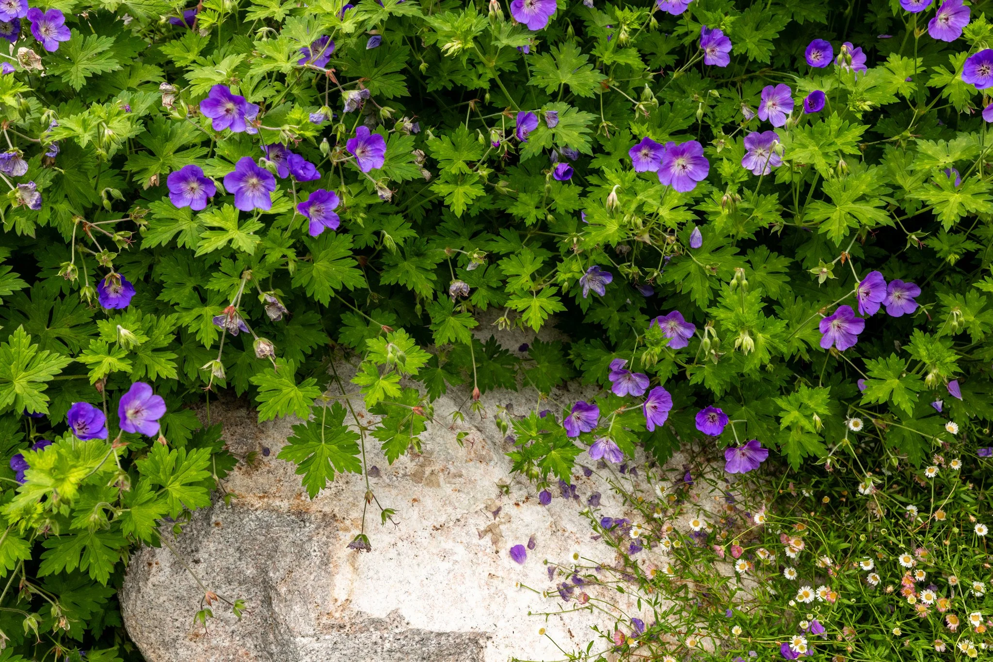 Free-Form-Landscapes-Francisco-Ct-Residence-1092.jpg