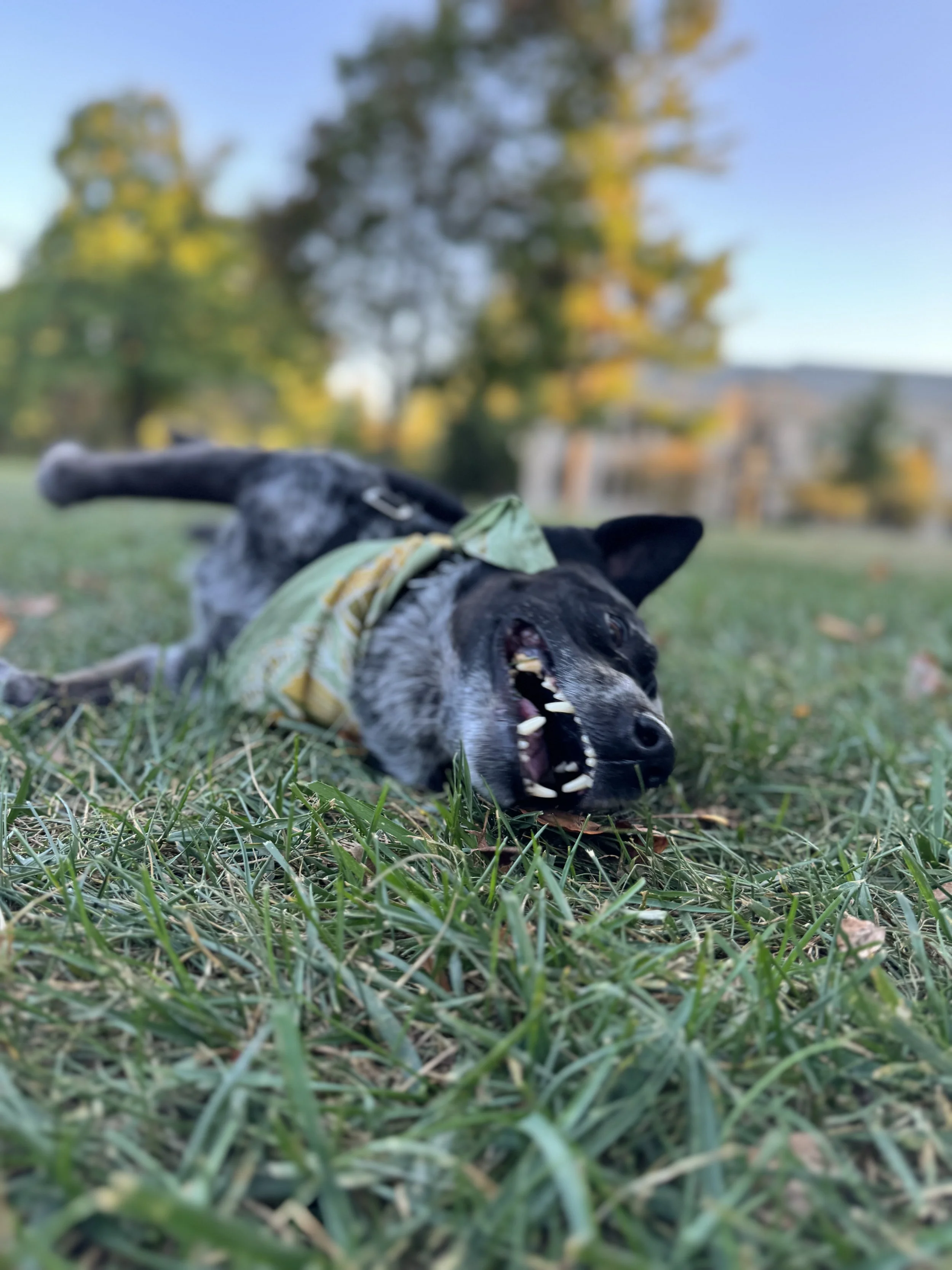 Dr Jill Thomason of the East Bay's dog jackie playing