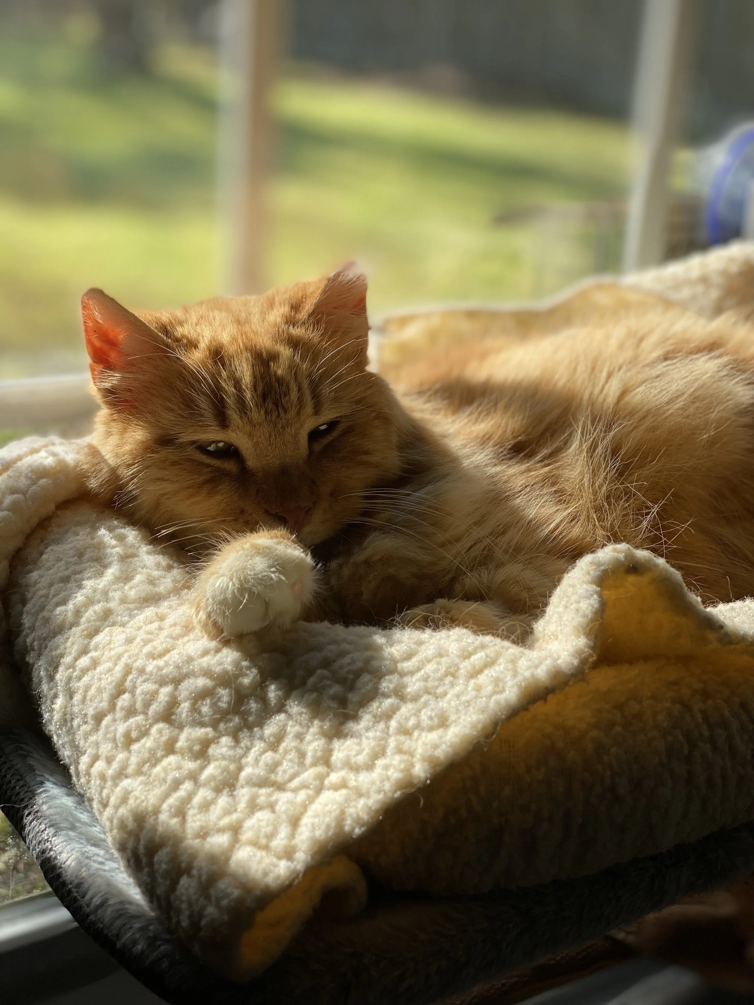 An orange tabby cat relaxing on a cozy, plush blanket near a window with a blurred outdoor background.