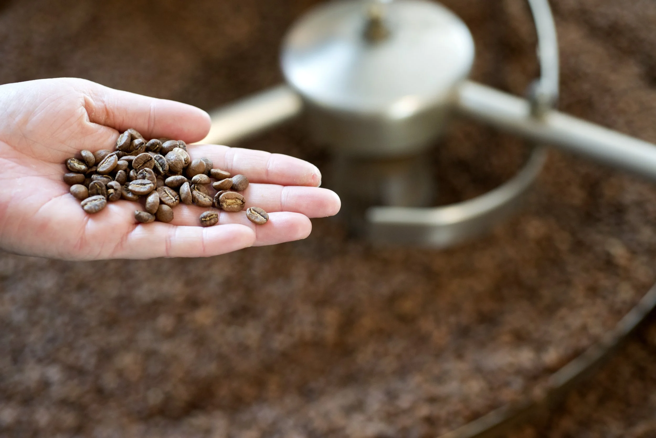 Hand holding roasted coffee beans over a coffee roasting machine.