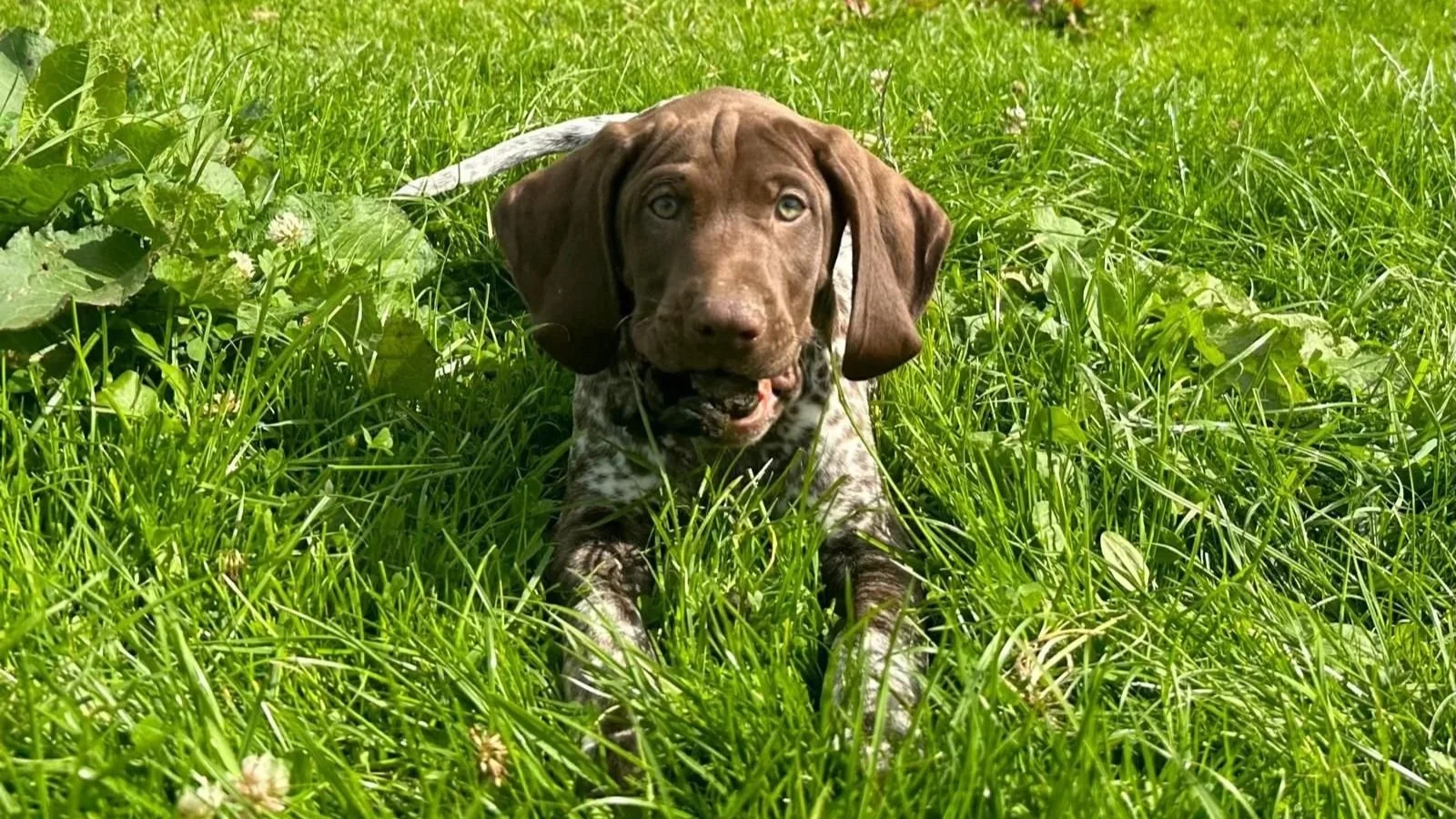 Raising a Puppy: Get It Right from the Start