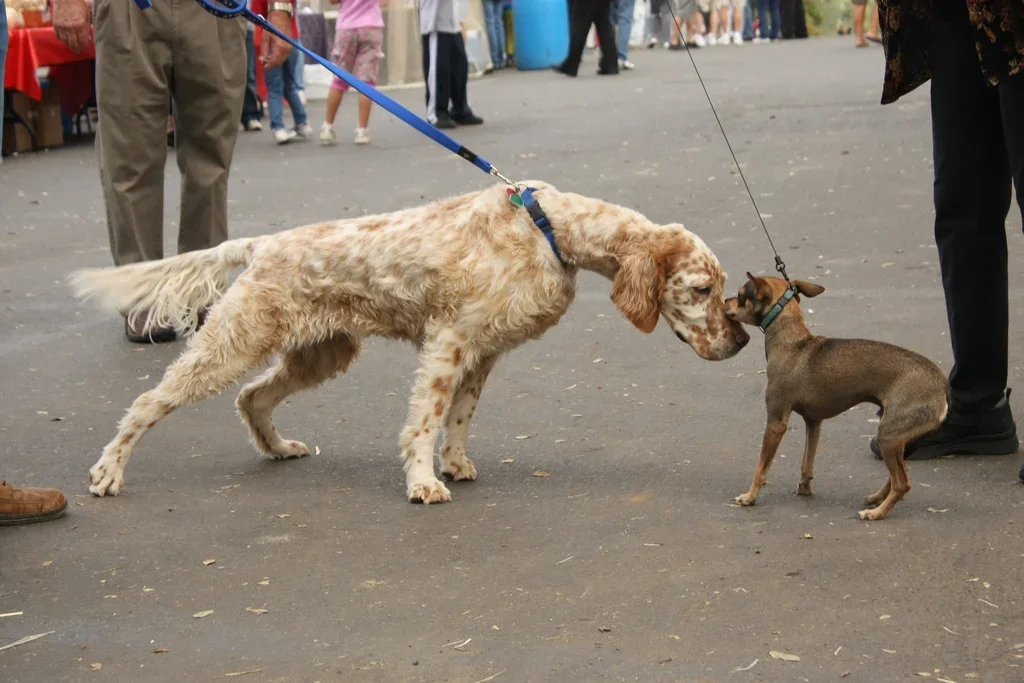 Why I Don’t Recommend On Lead Greetings Between Dogs