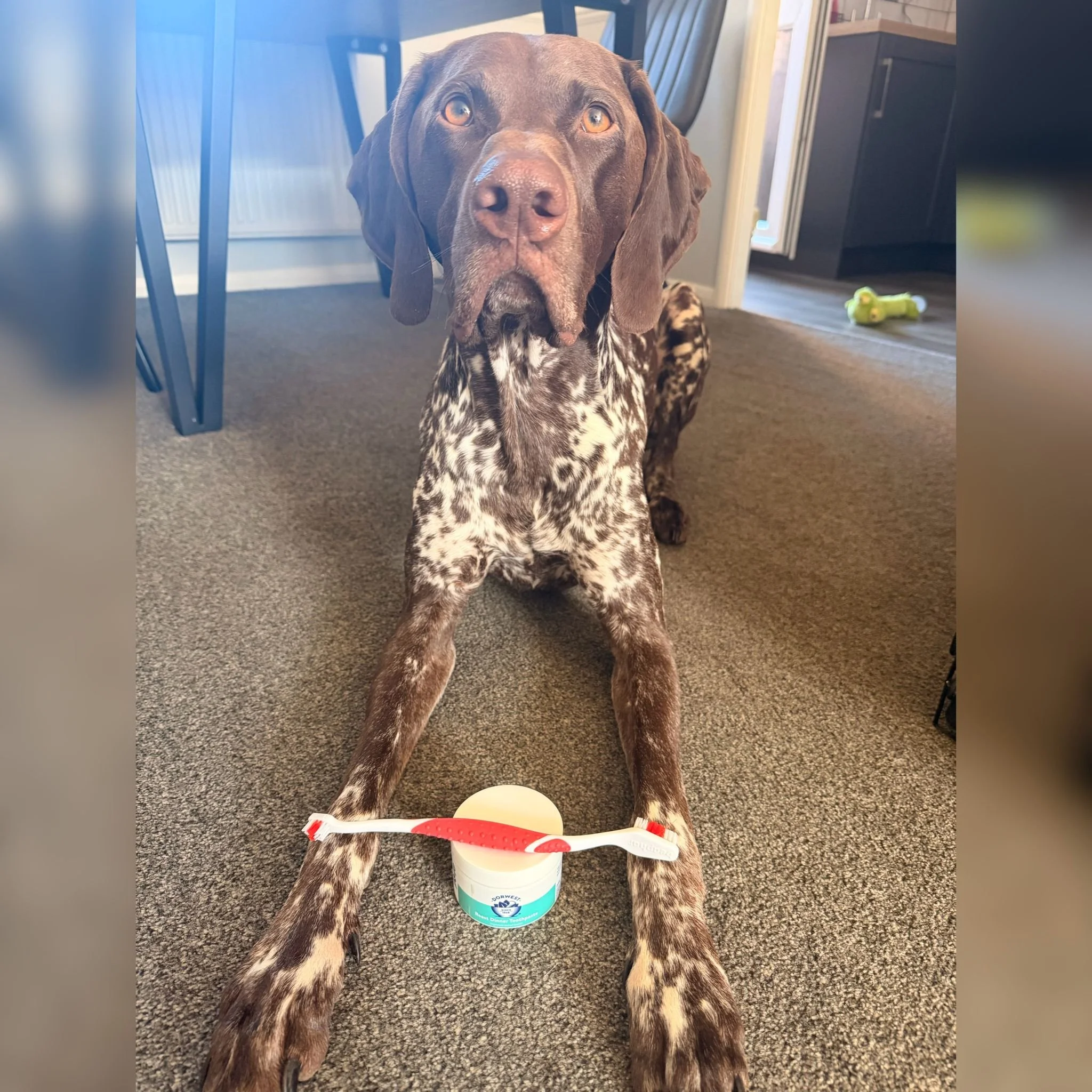 Why Brushing Your Dog's Teeth Matters More Than You Think</span>