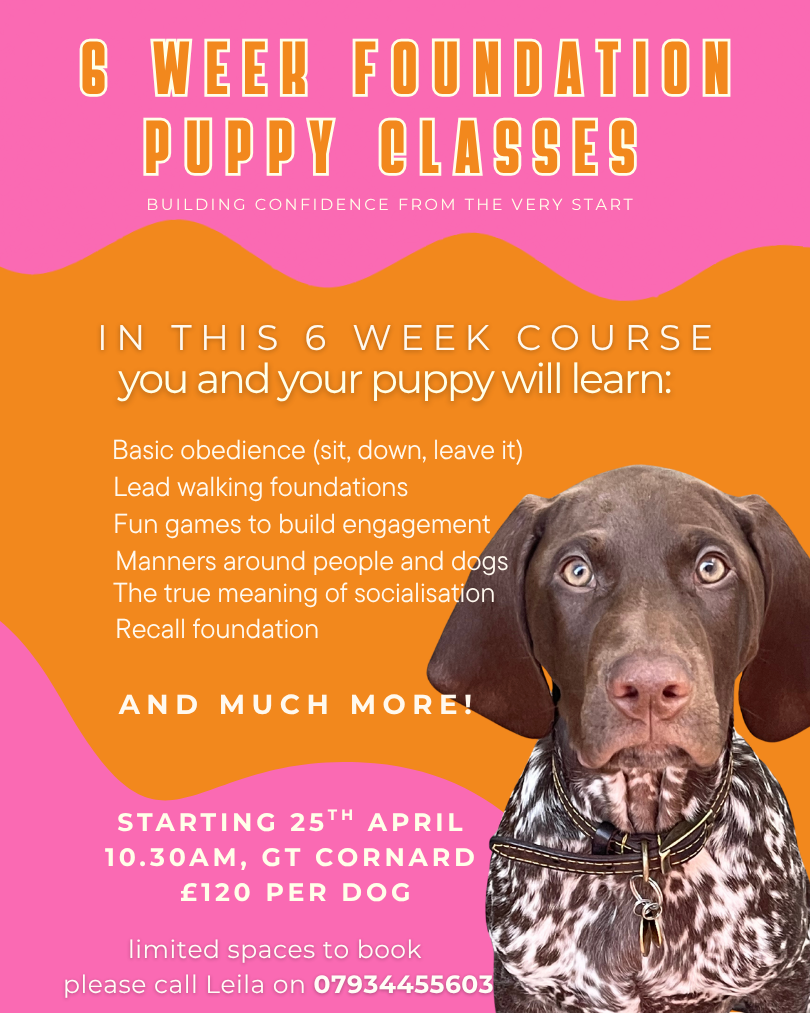 6 Week Puppy Foundation Course