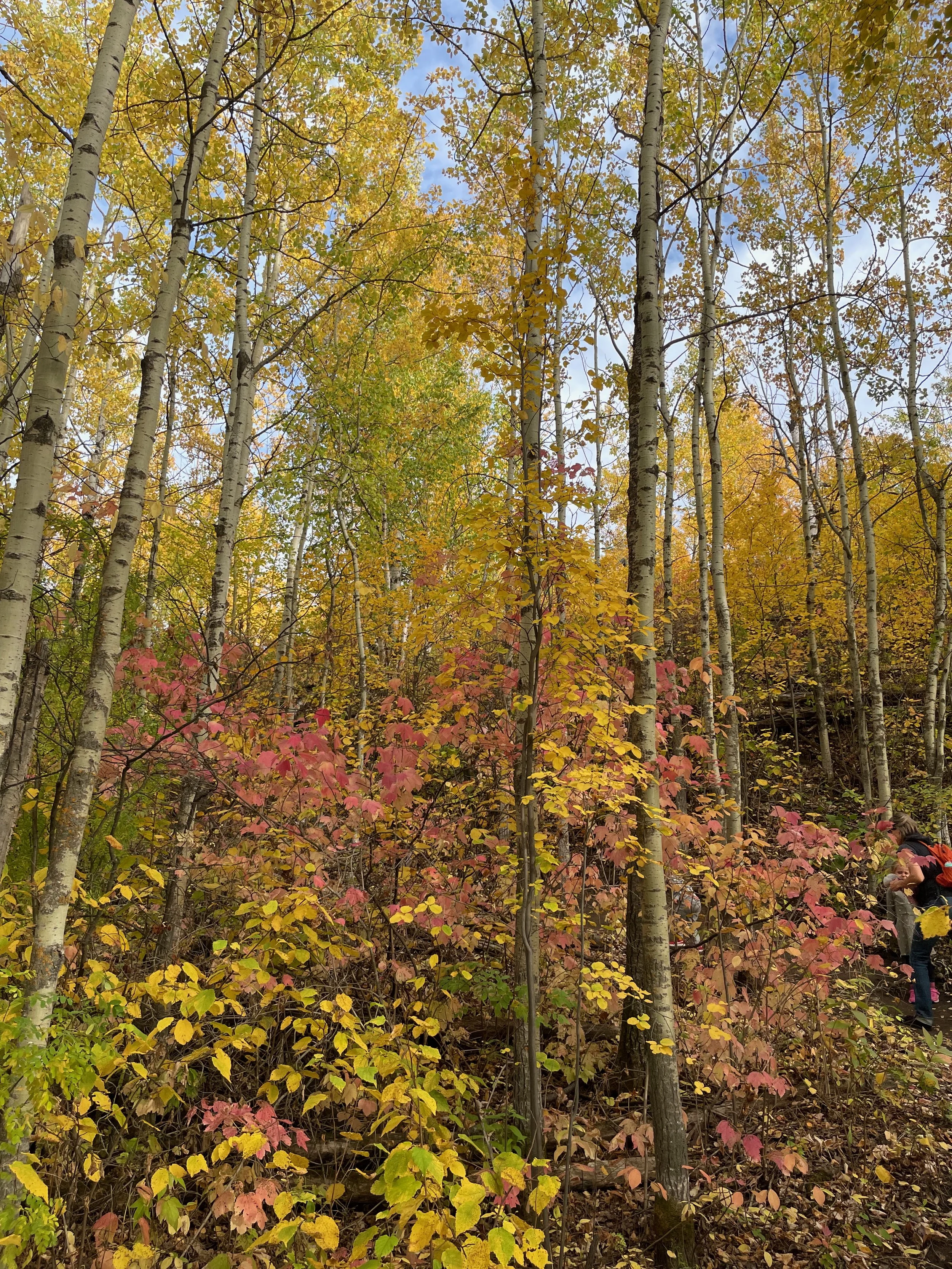 Autumn forest with tall trees and yellow, orange, and red leaves, some people hiking on a trail to the right.