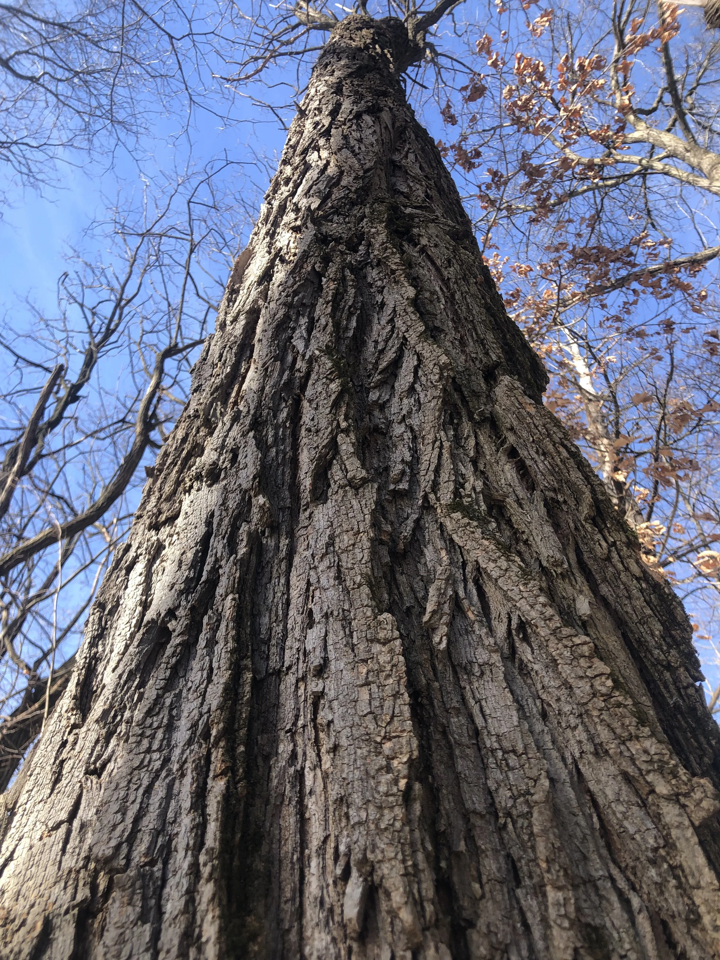 Locust looking up