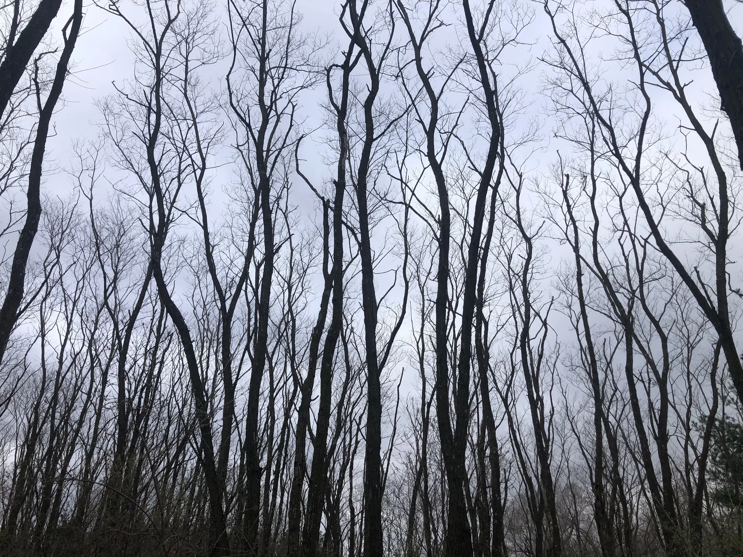 IMG_0875.jpeg