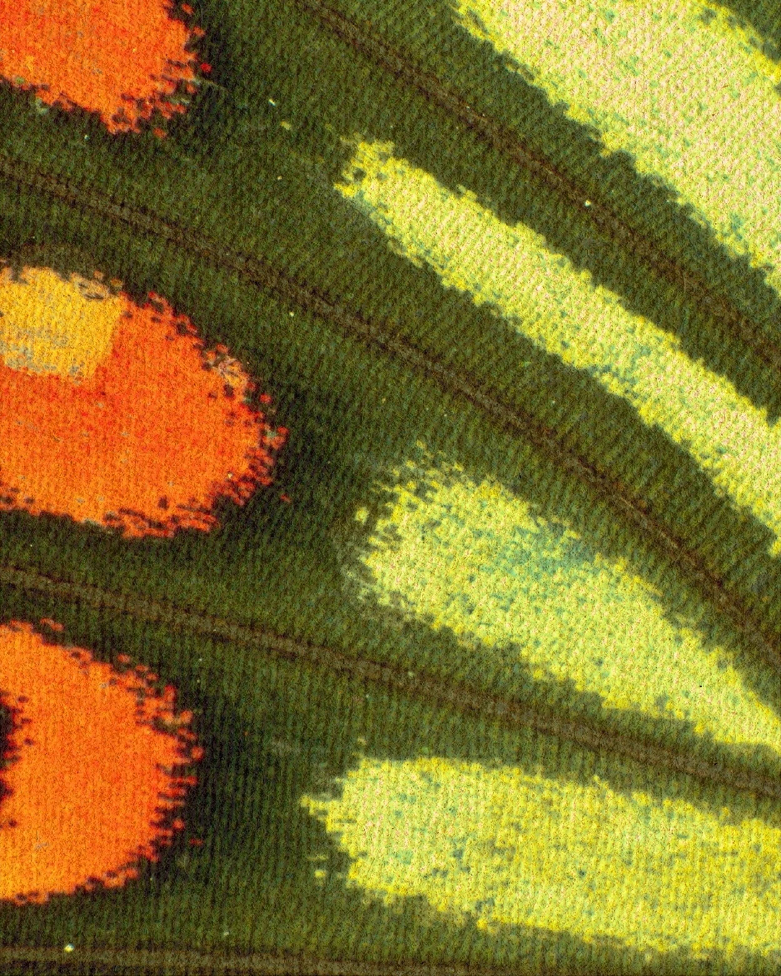 Close-up of a leaf with red, yellow, and green coloration.