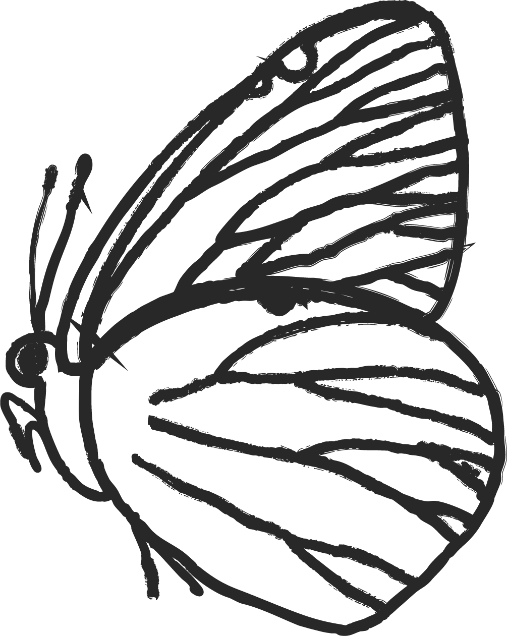 Black and white line drawing of a butterfly with open wings.