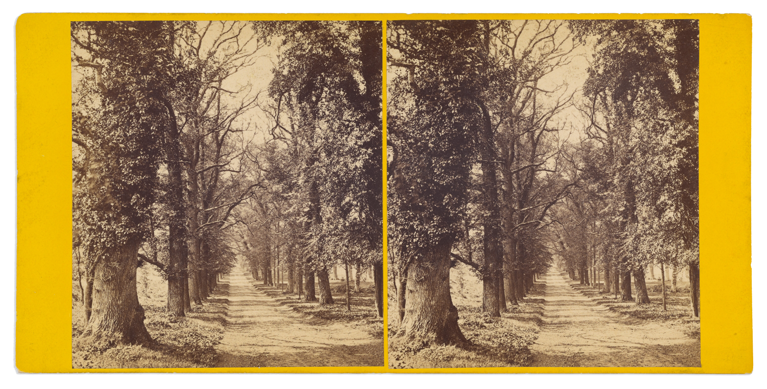 A vintage black-and-white stereoscopic photograph of a tree-lined dirt path, with large trees on both sides and a pathway extending into the distance.