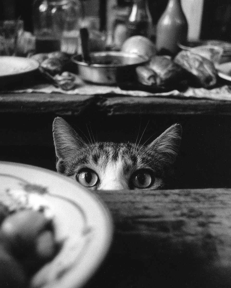 Curiosity Did Not Kill The Cat