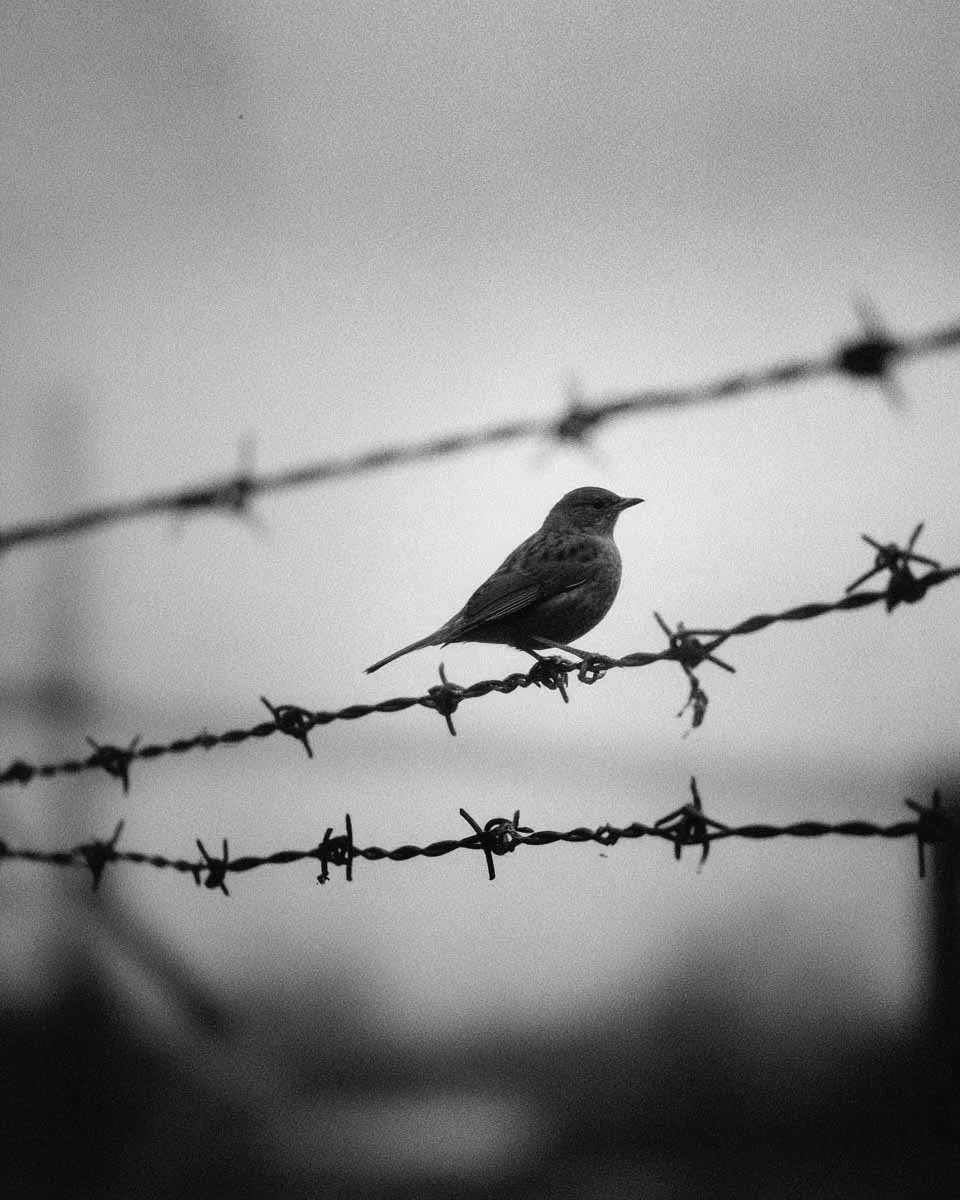 Invisible Cage