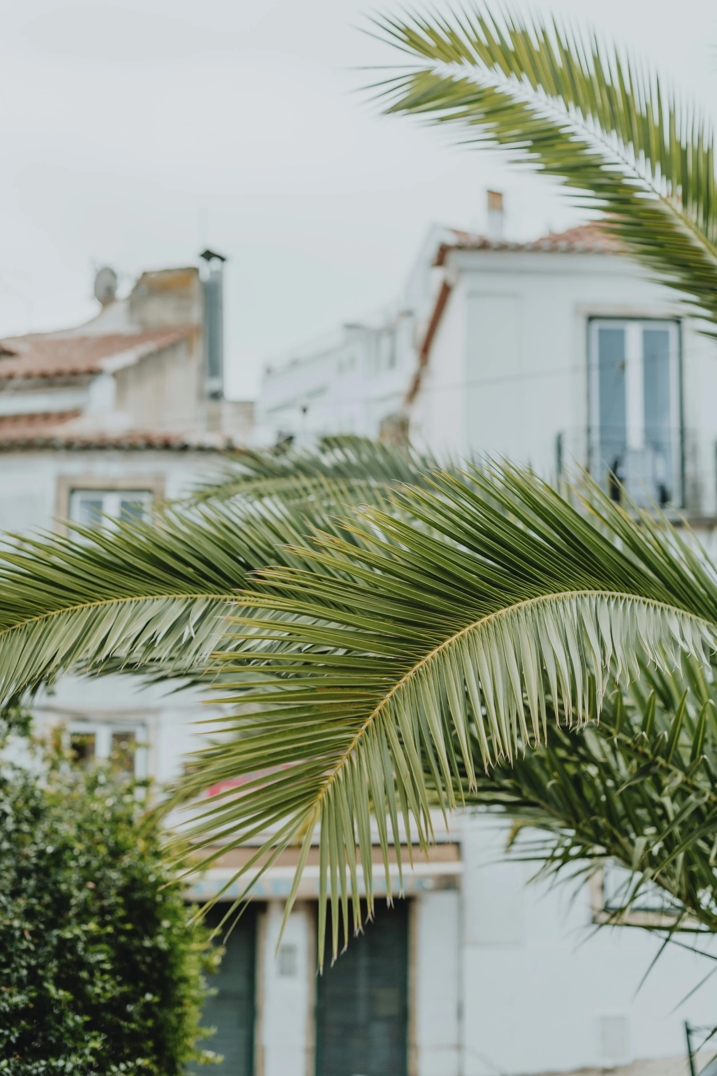 Scout Homewatch Services Post-Storm Response page.