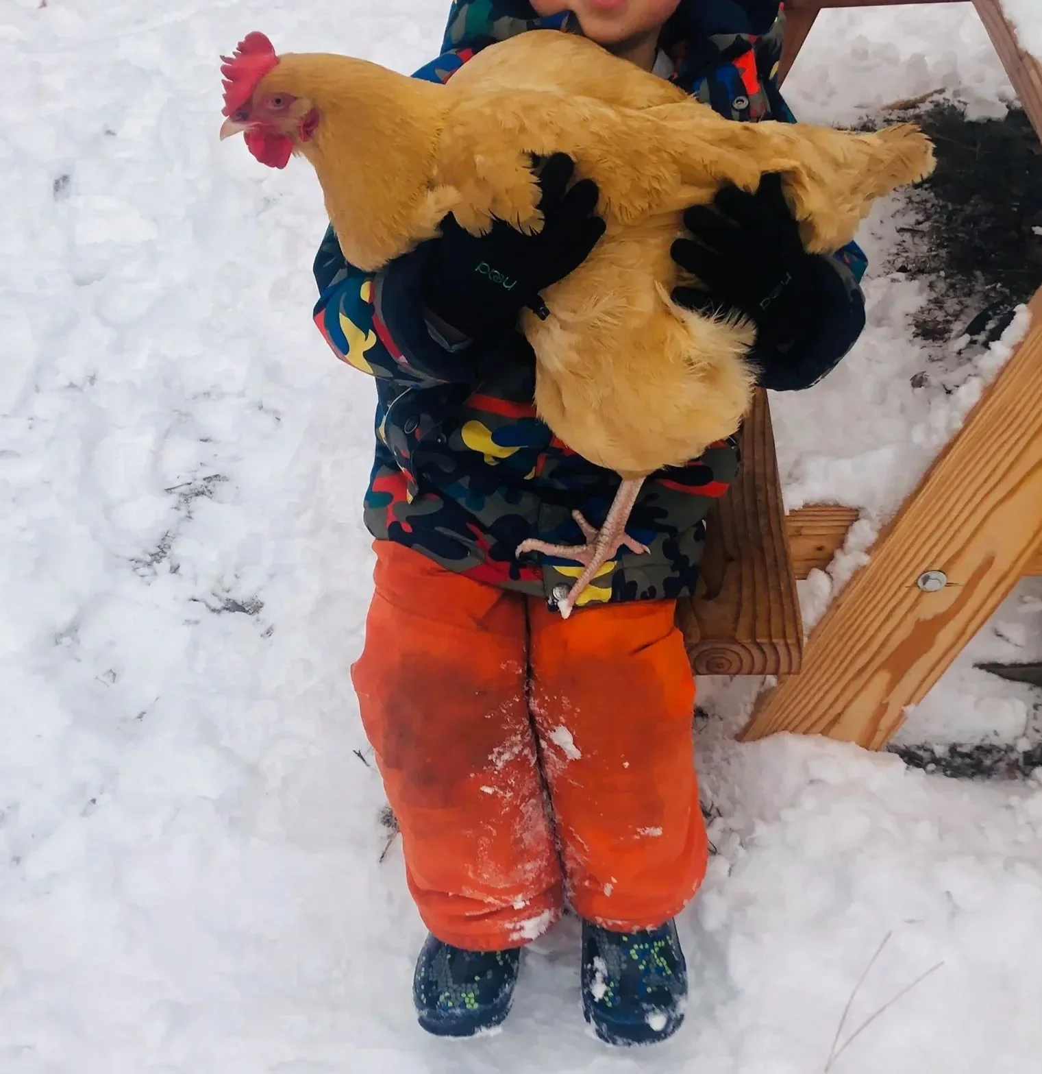 A child dressed in winter clothes sitting on a wooden bench outside in snowy weather, holding a large yellow chicken.