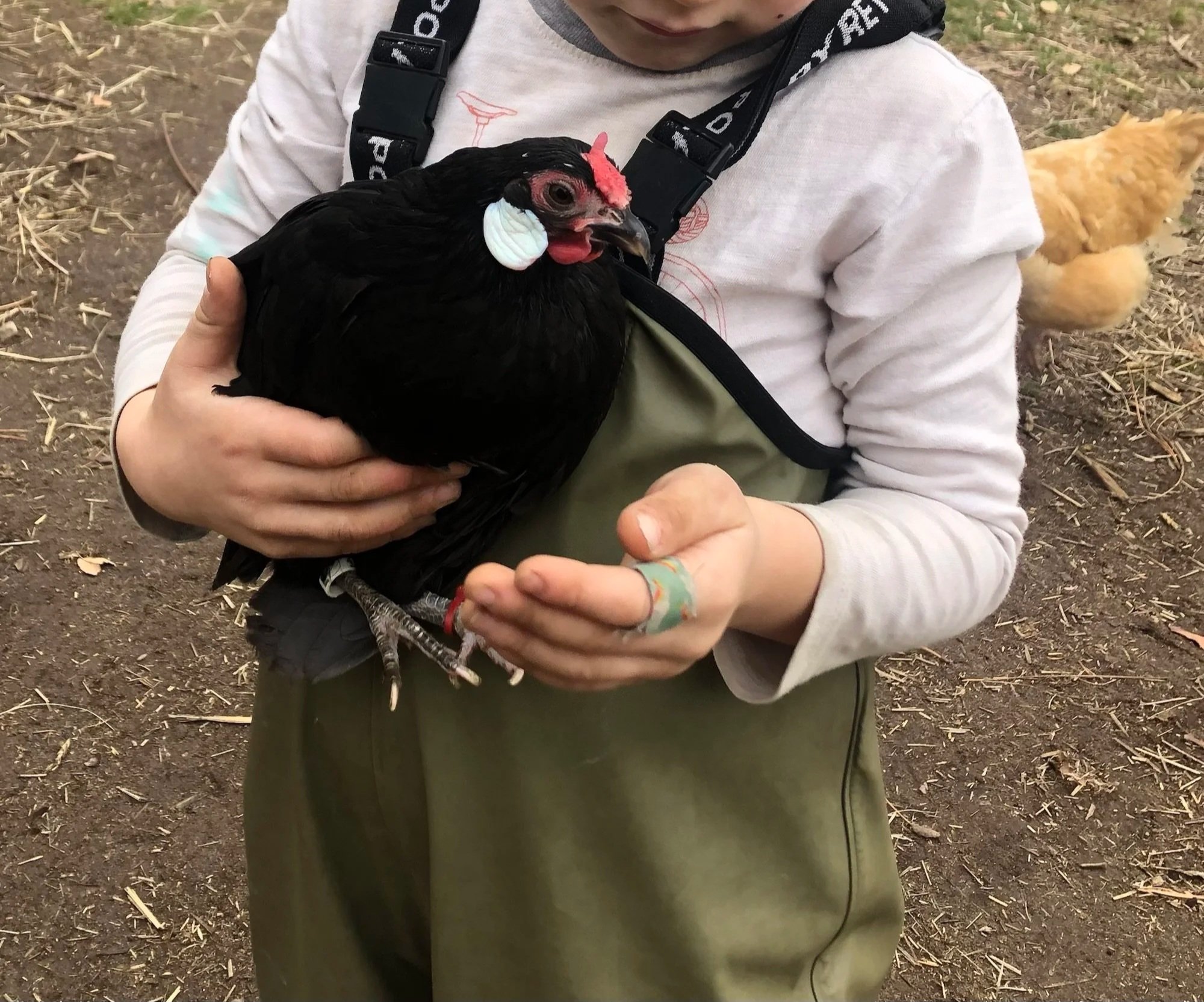 Child holding a black chicken with red comb and wattles, standing on dirt ground with wheat straw, with a light-colored chicken in the background.