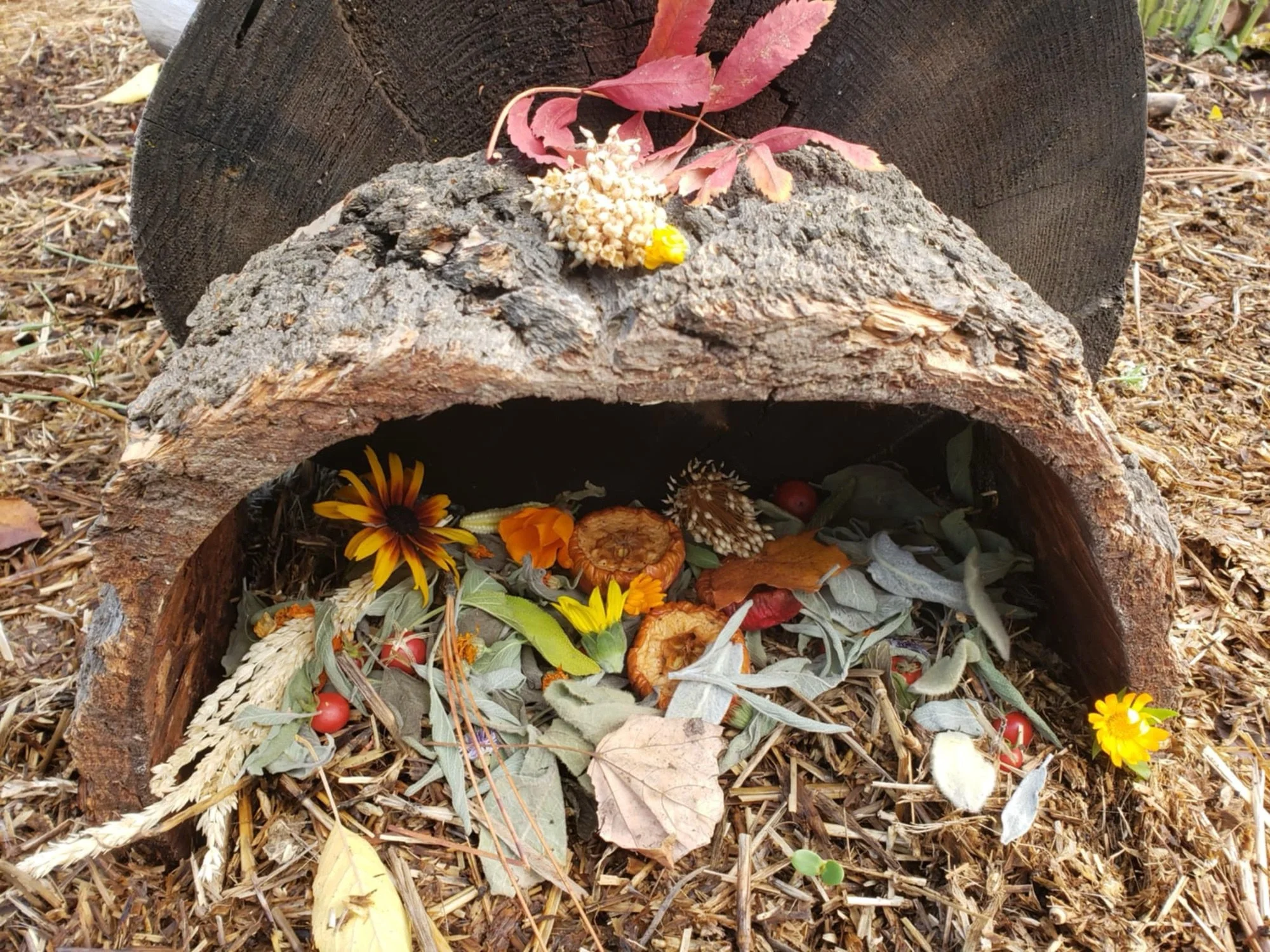 A small, hollowed-out log filled with leaves, flowers, berries, and natural debris, with a large piece of wood behind it and dry ground around it.