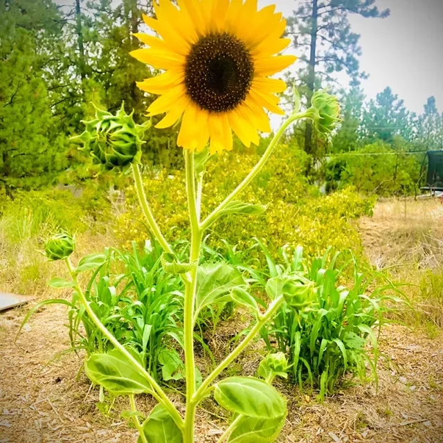 A tall sunflower with a fully bloomed yellow flower and green buds on the plant, growing in a garden with other green plants and trees in the background.