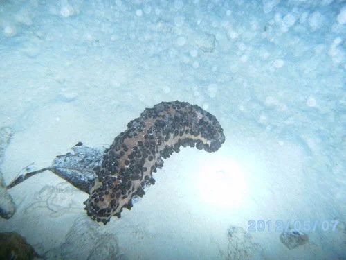 Dive3 (2018_12_28 20_32_31 UTC).JPG