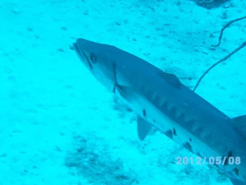 PICT3234 (2018_12_28 20_32_31 UTC).JPG