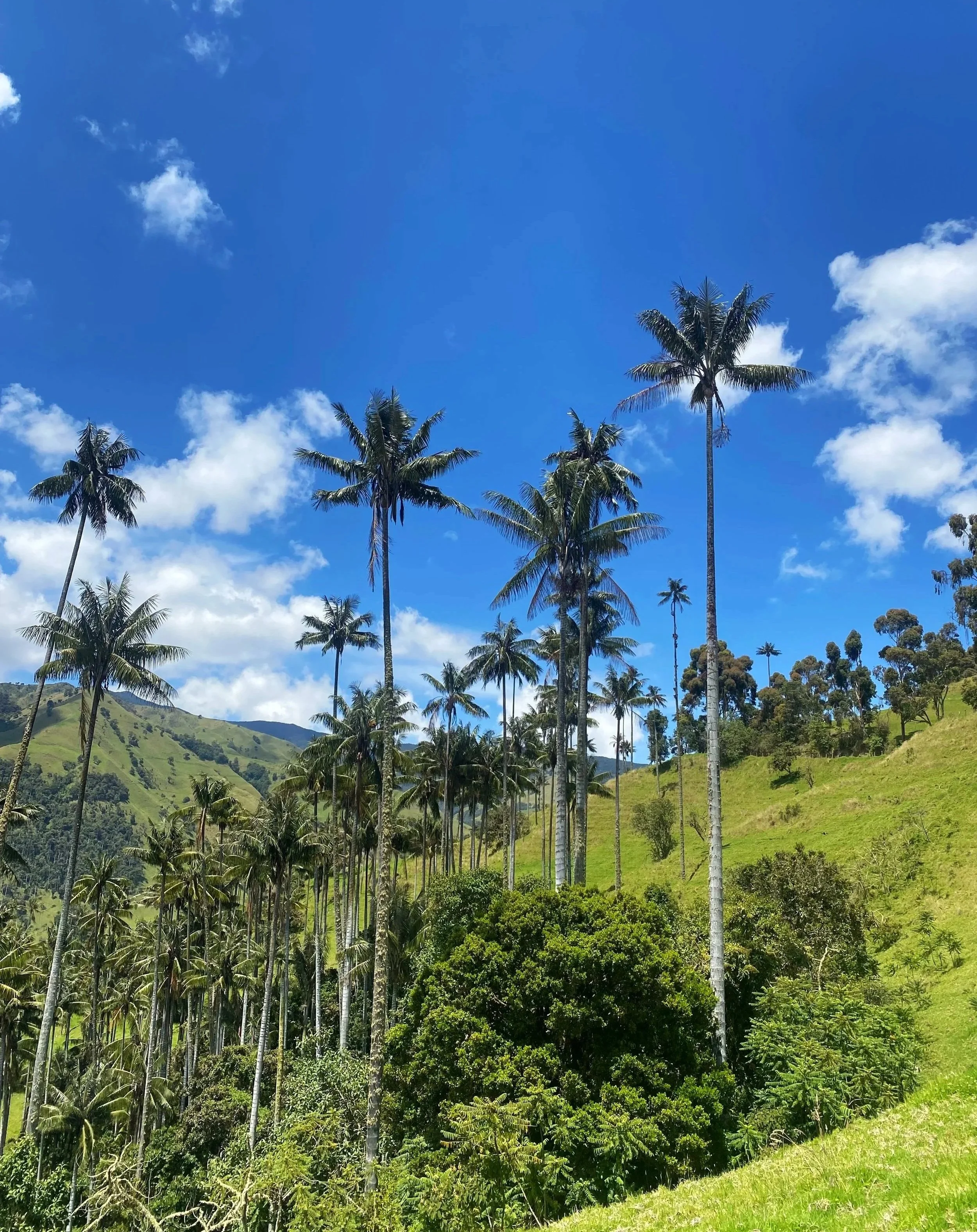 While hiking or biking in La Carbonera you will see valleys and mountains with tall wax palm trees.