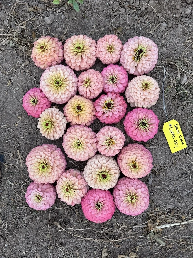 3d1441cf-72ca-c05c-7842-57564cb1ae59.jpg